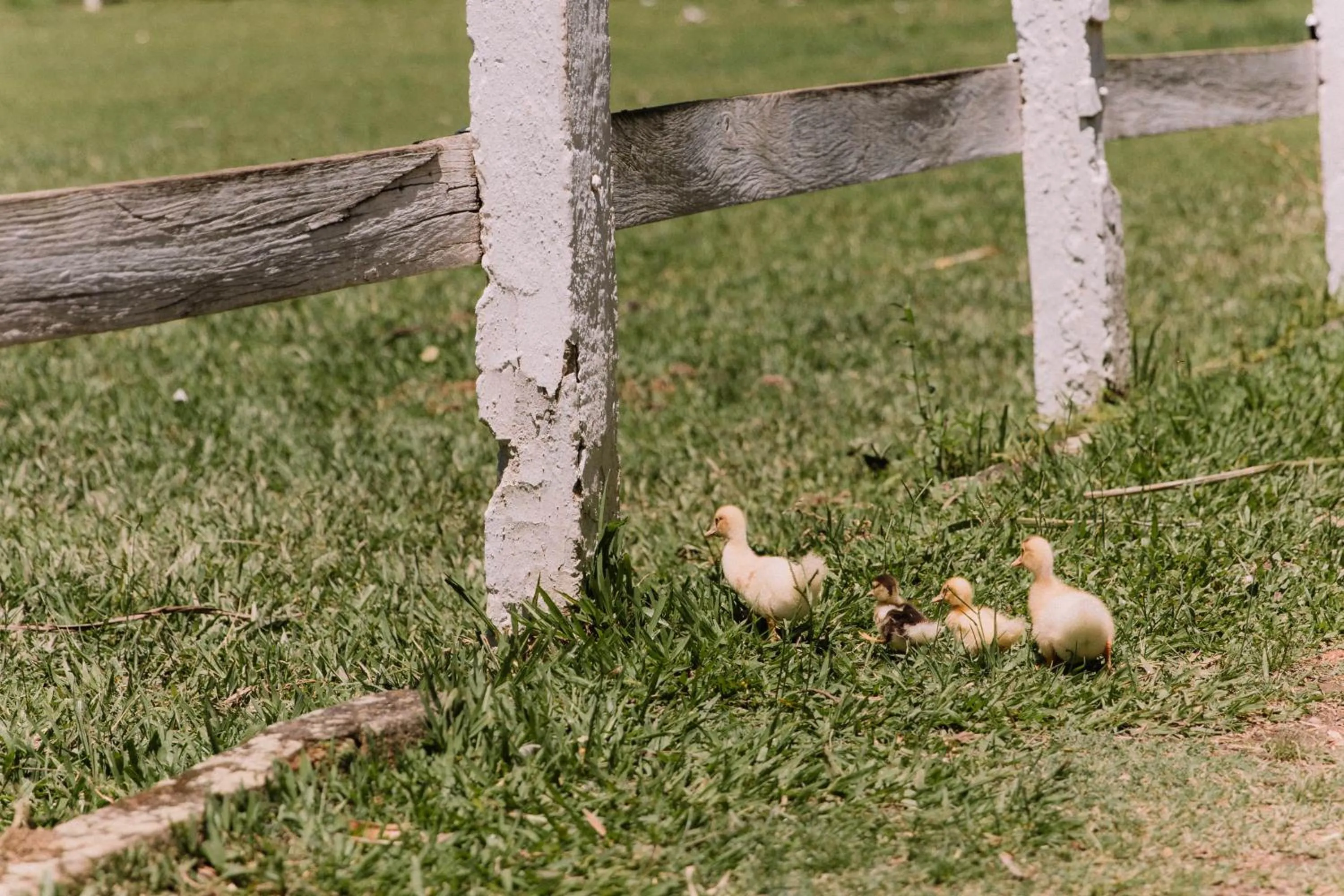 Spring in Resort Fazenda 3 Pinheiros