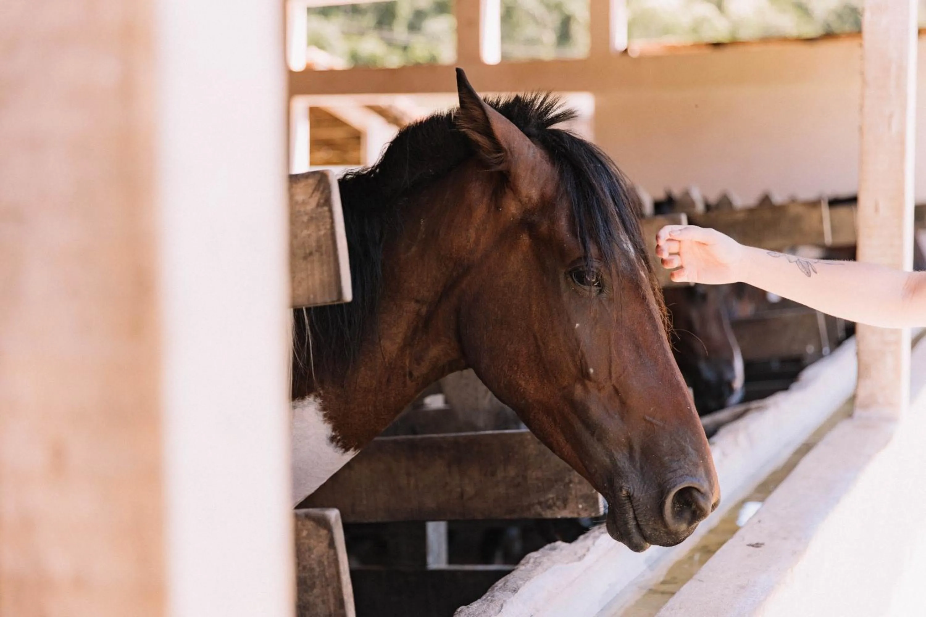 Horse-riding in Resort Fazenda 3 Pinheiros