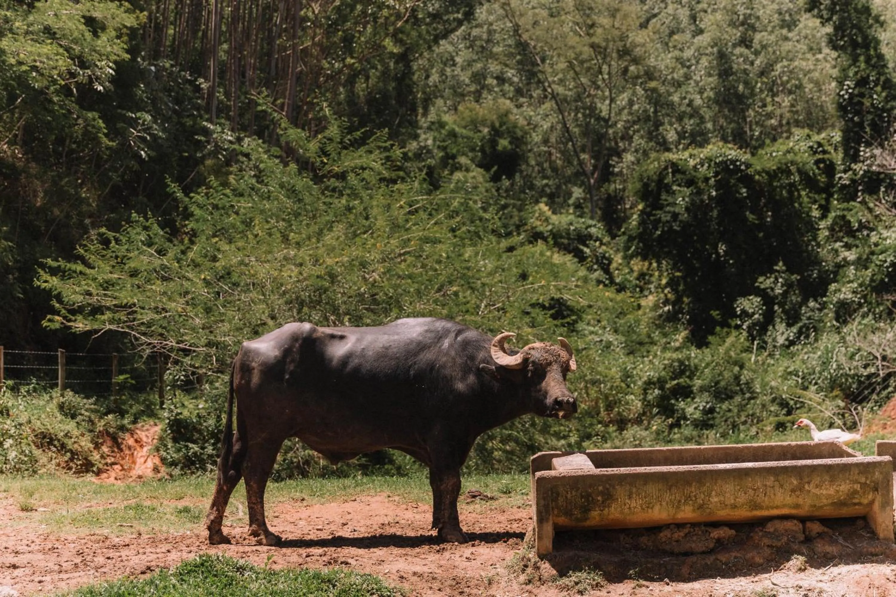 Day in Resort Fazenda 3 Pinheiros