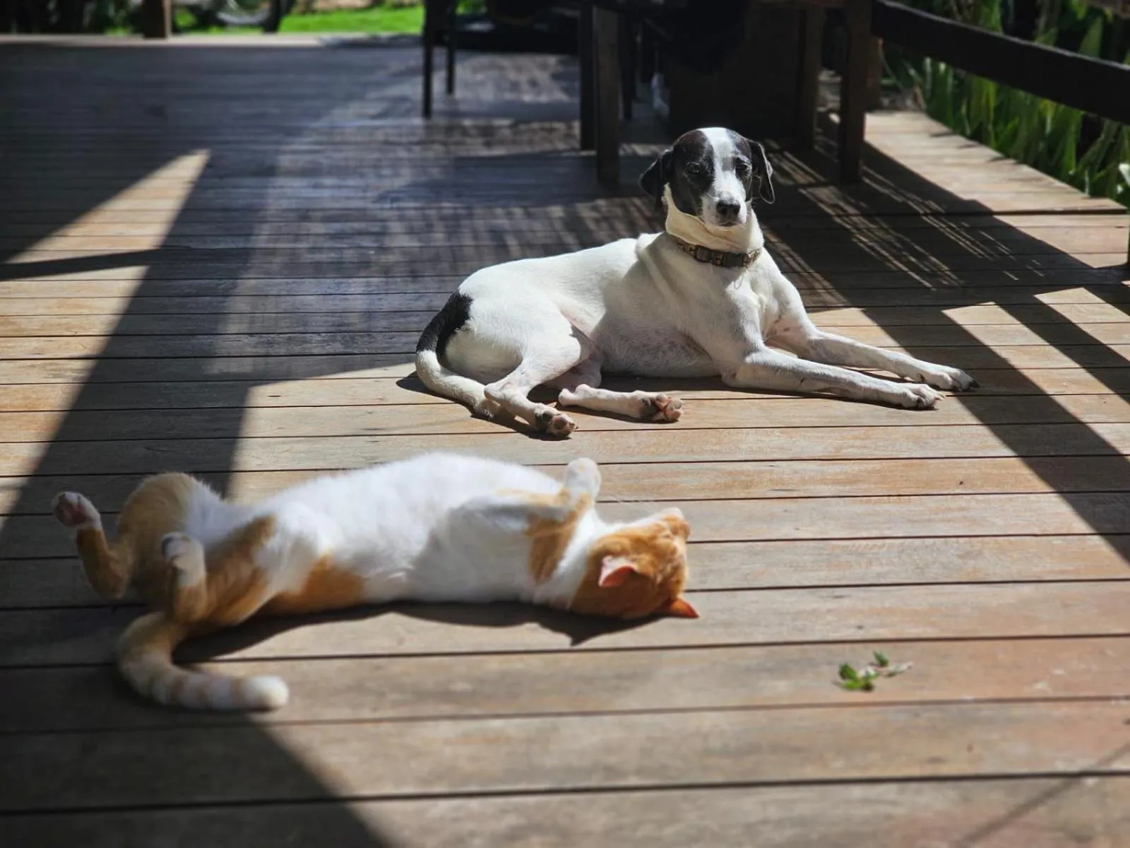 Pets in Pousada Pérola do Atlântico