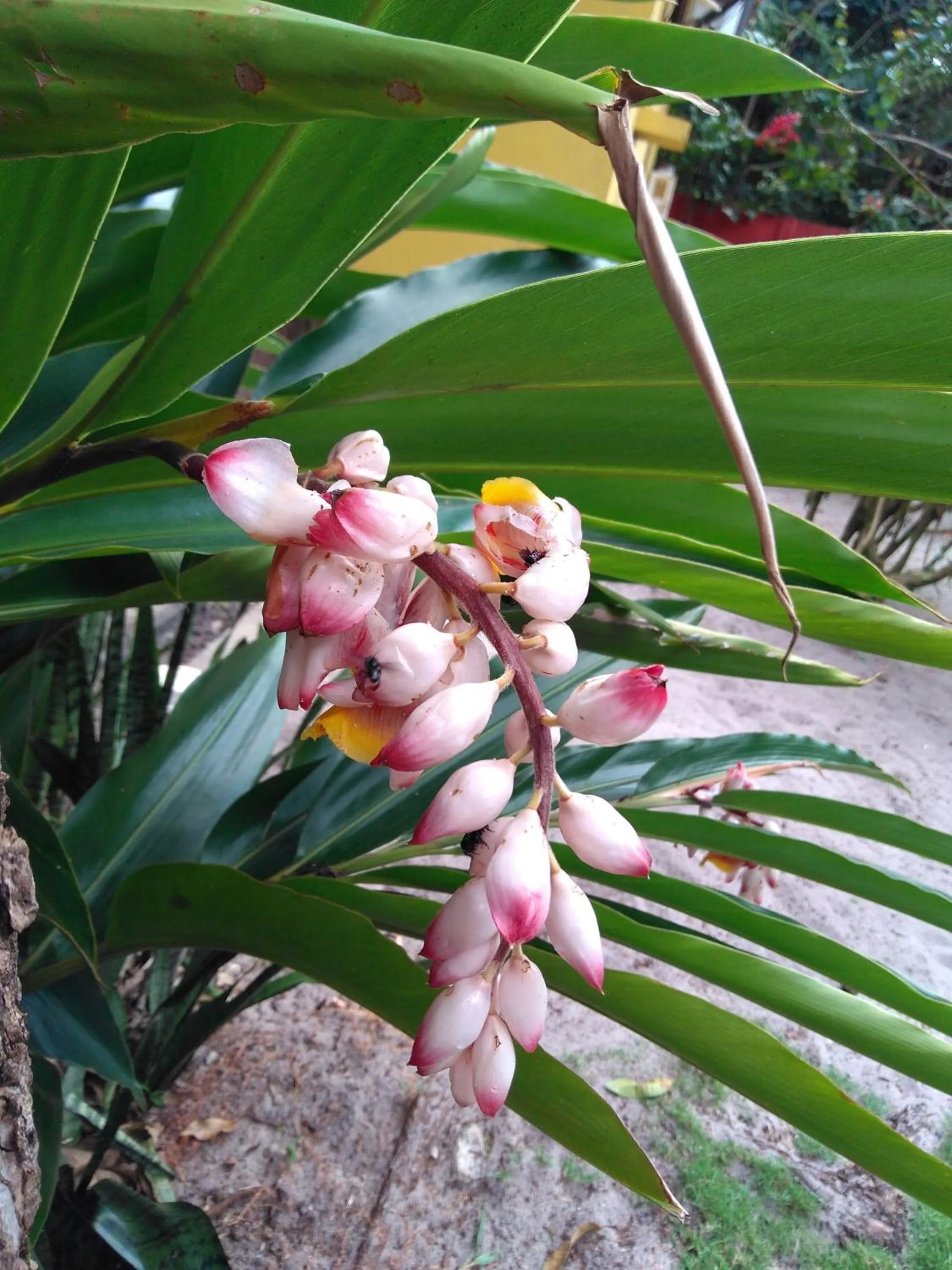 Pousada Pérola do Atlântico