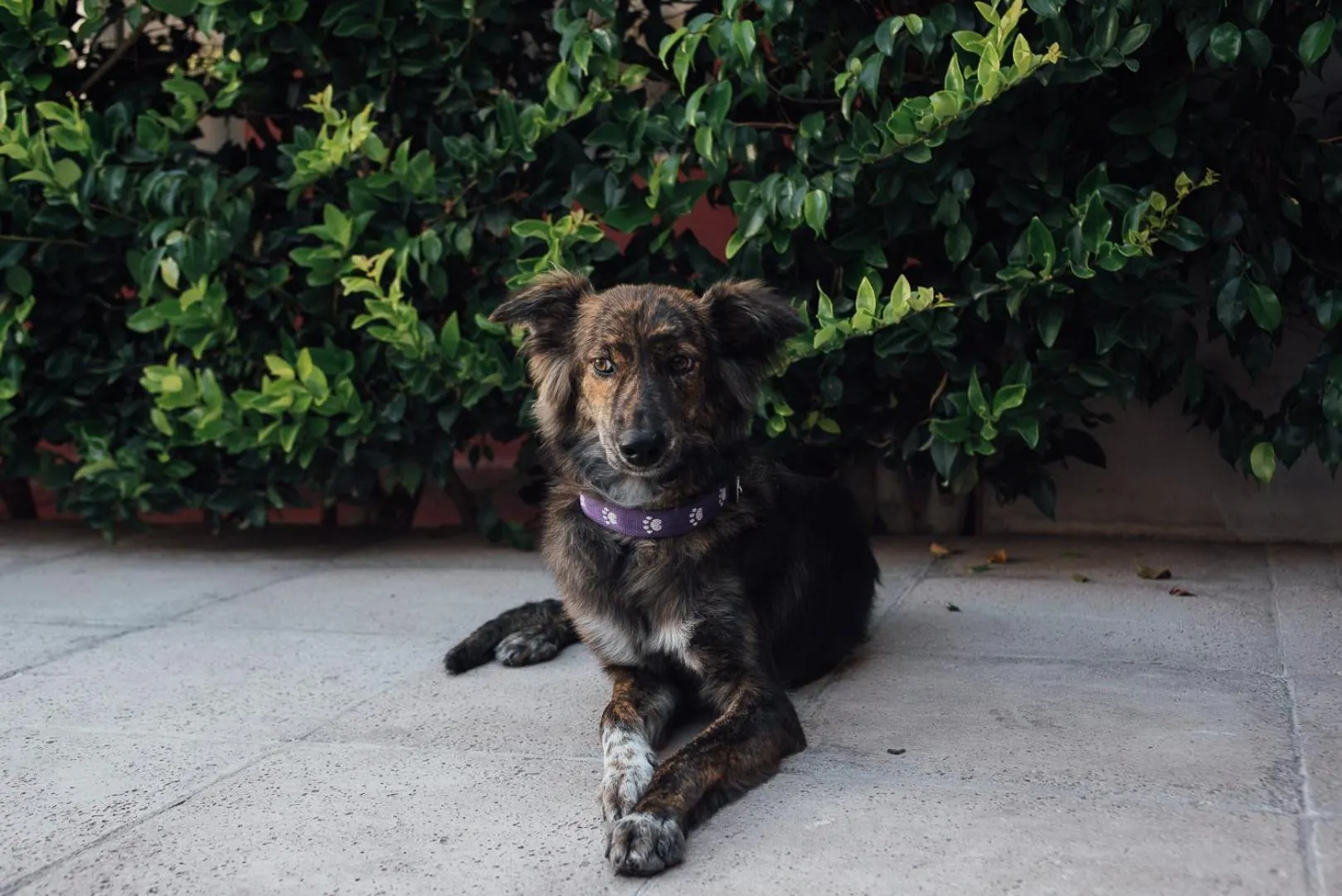 Pets in El Refugio Hotel