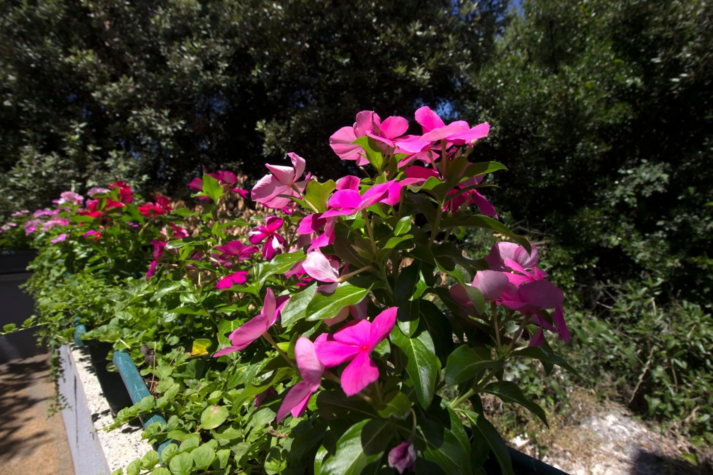 Garden in Villa Milena