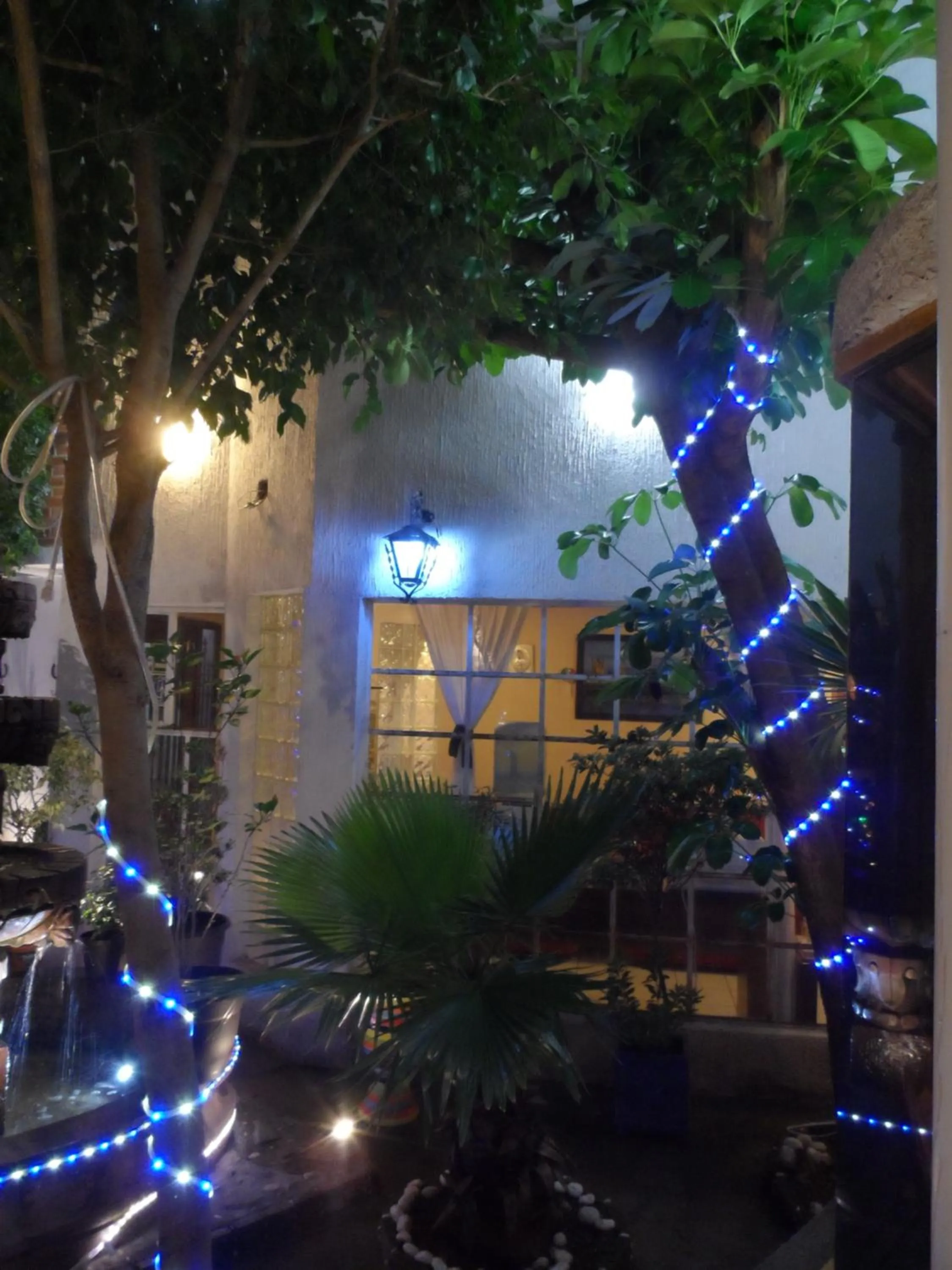 Garden in Hotel Internacional Malitsin