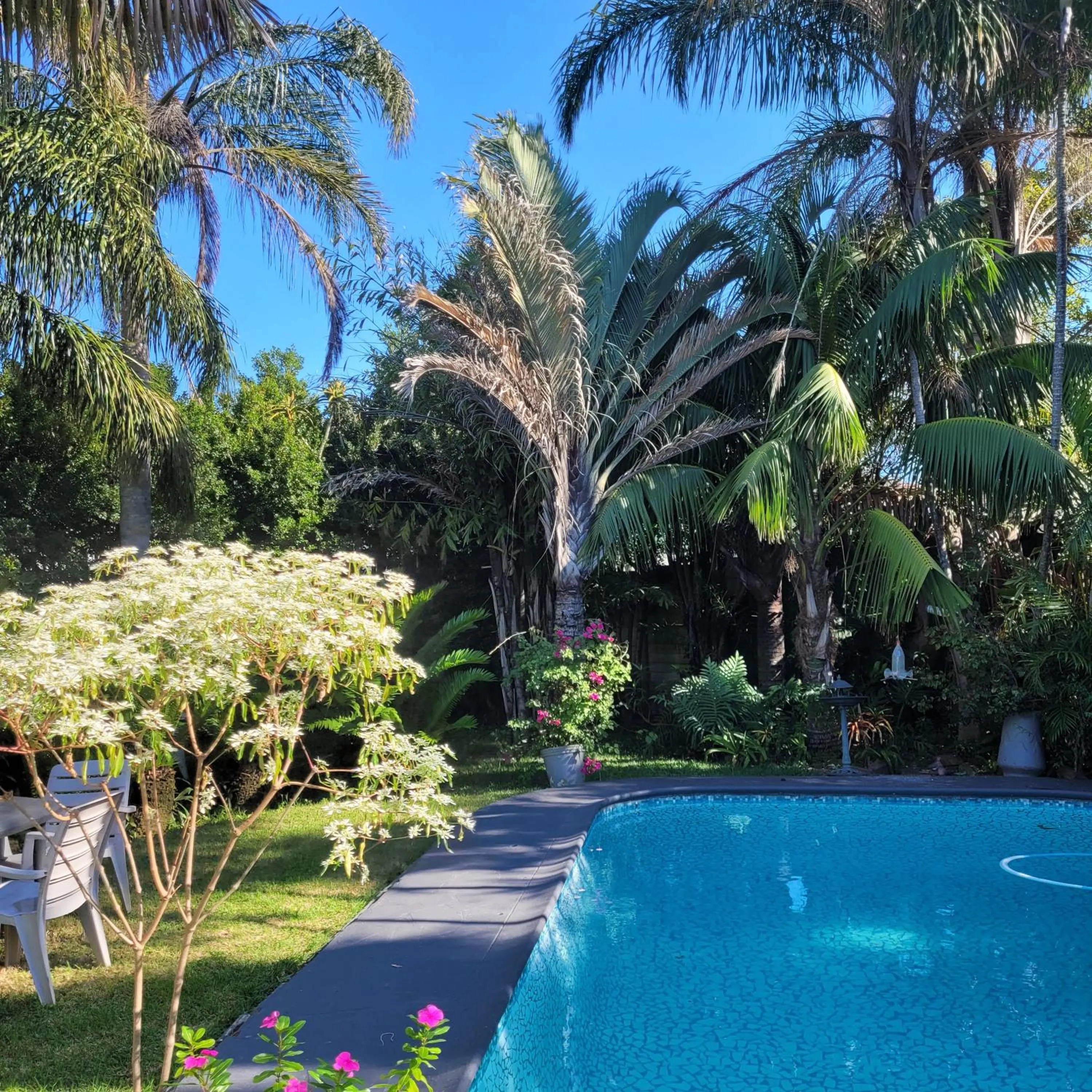 Swimming pool in Kennington Palms B&B/Self Catering