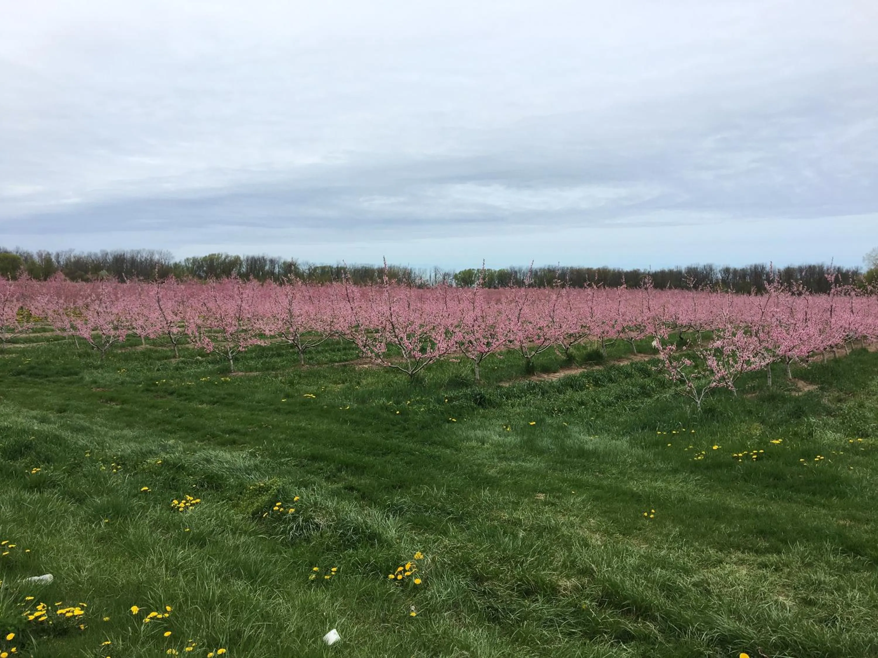 Spring in Finlay House Bed and Breakfast Niagara - on - the - Lake