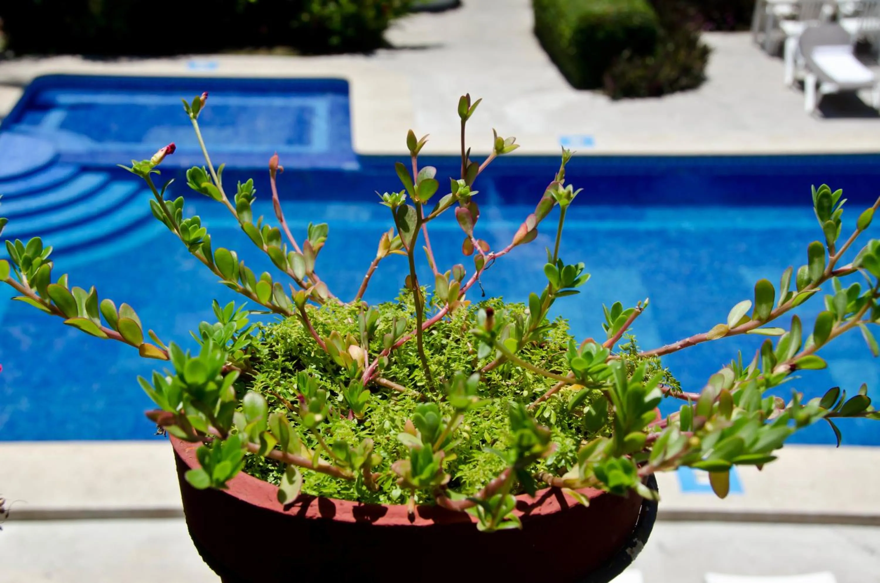 Decorative detail in Hotel Hacienda Vallarta - Playa Las Glorias