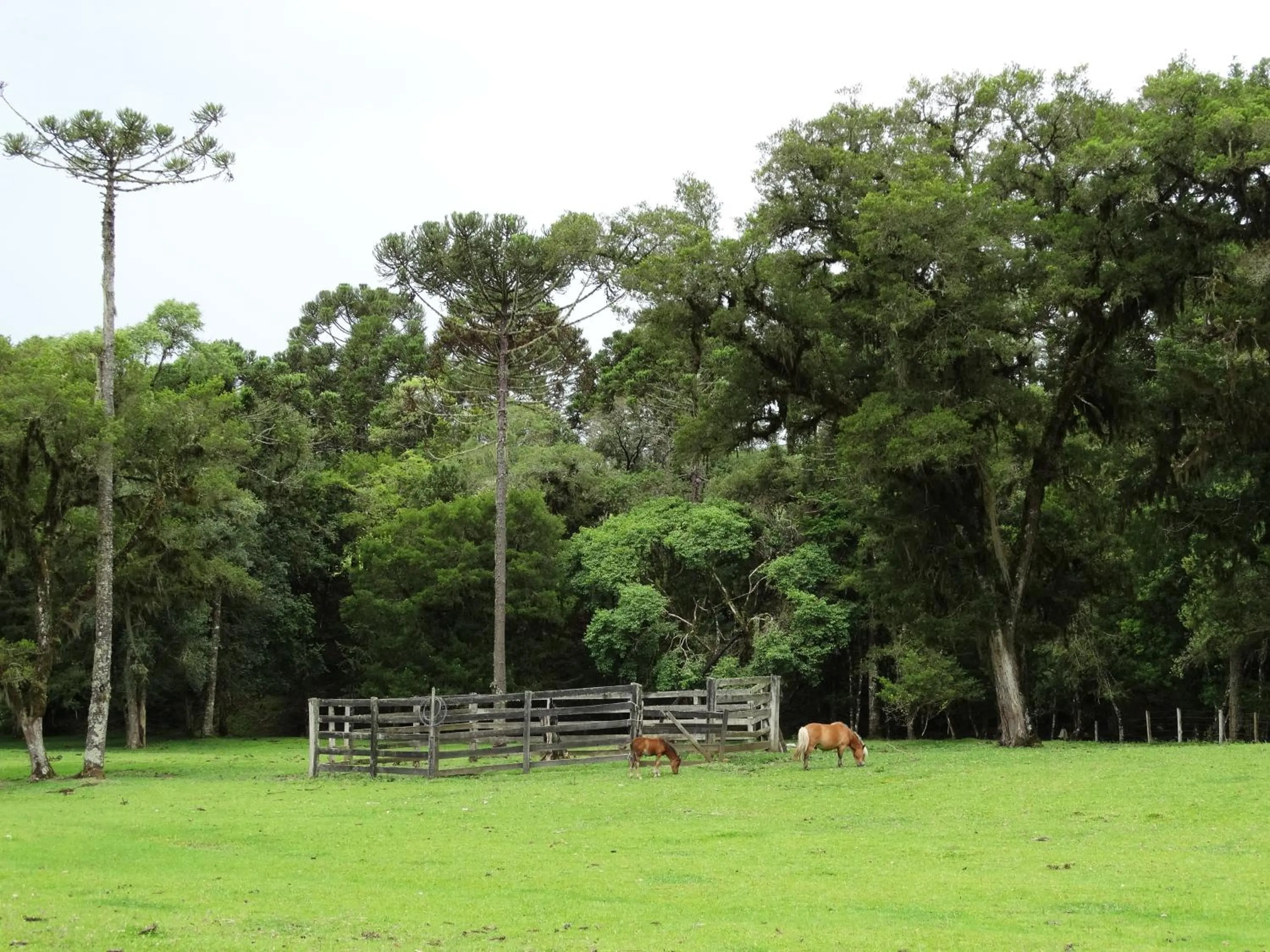 Animals in Pousada Recanto dos Pôneis Rio Rufino Urubici