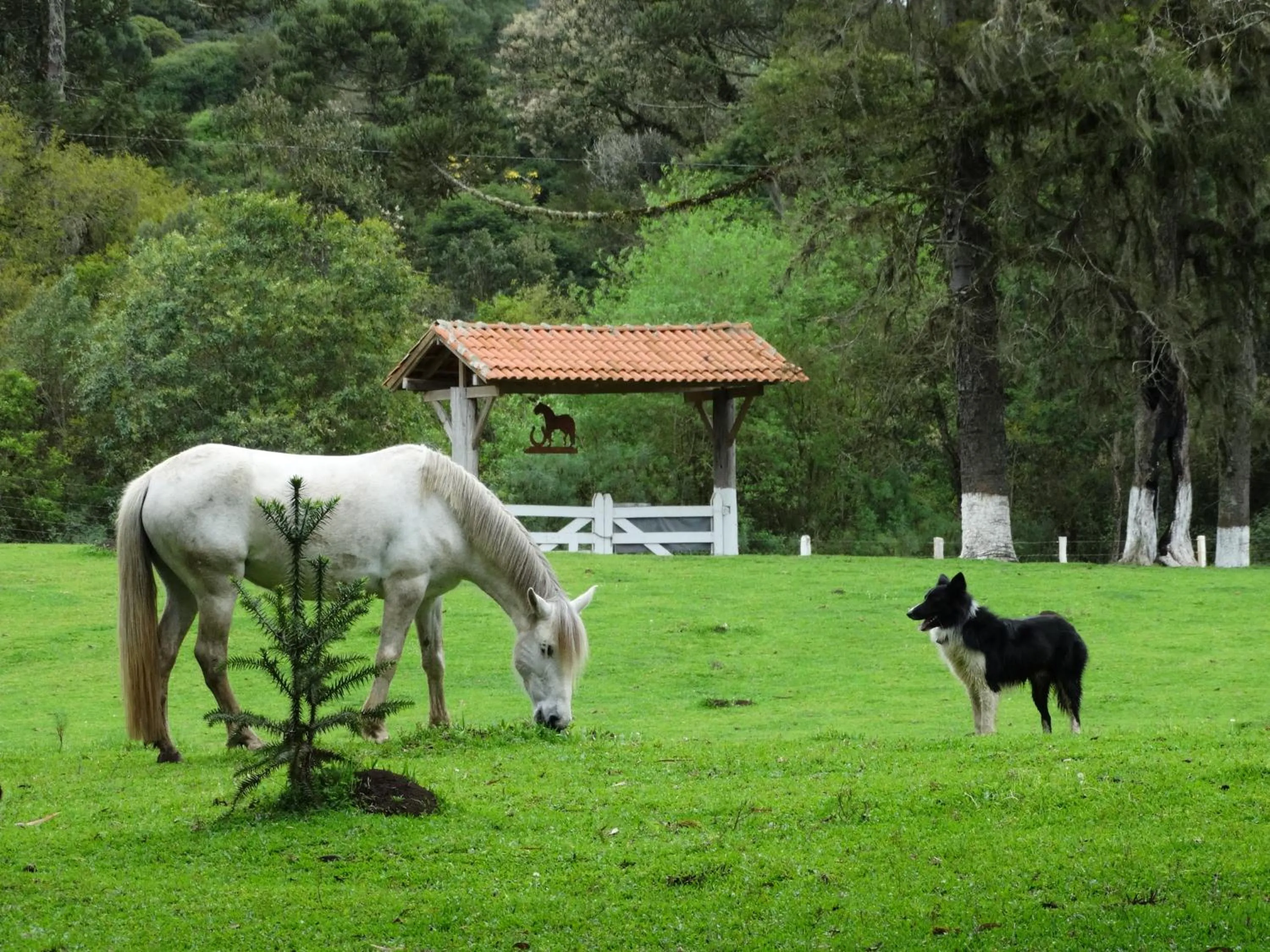 Natural landscape in Pousada Recanto dos Pôneis Rio Rufino Urubici