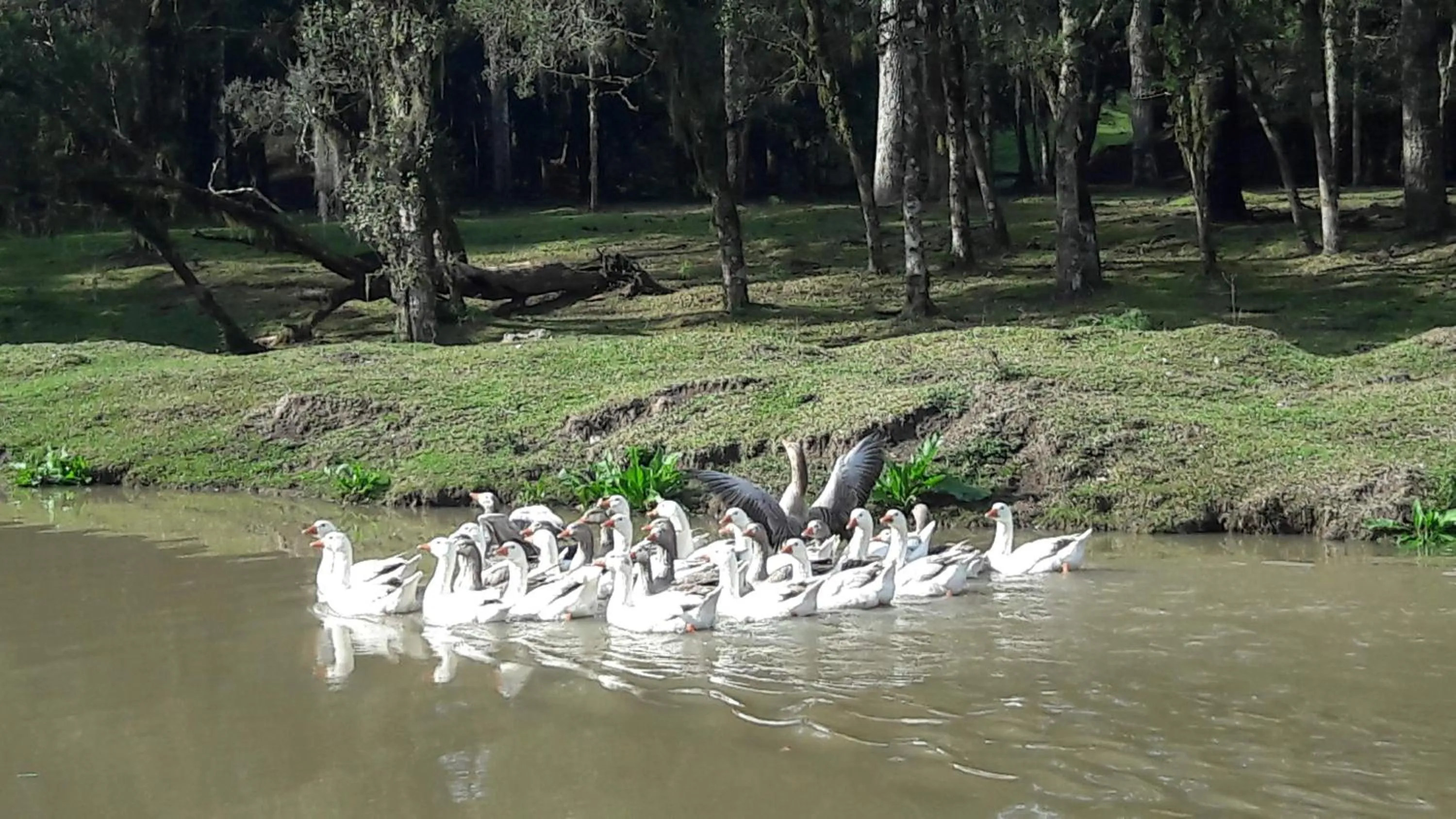 Animals in Pousada Recanto dos Pôneis Rio Rufino Urubici