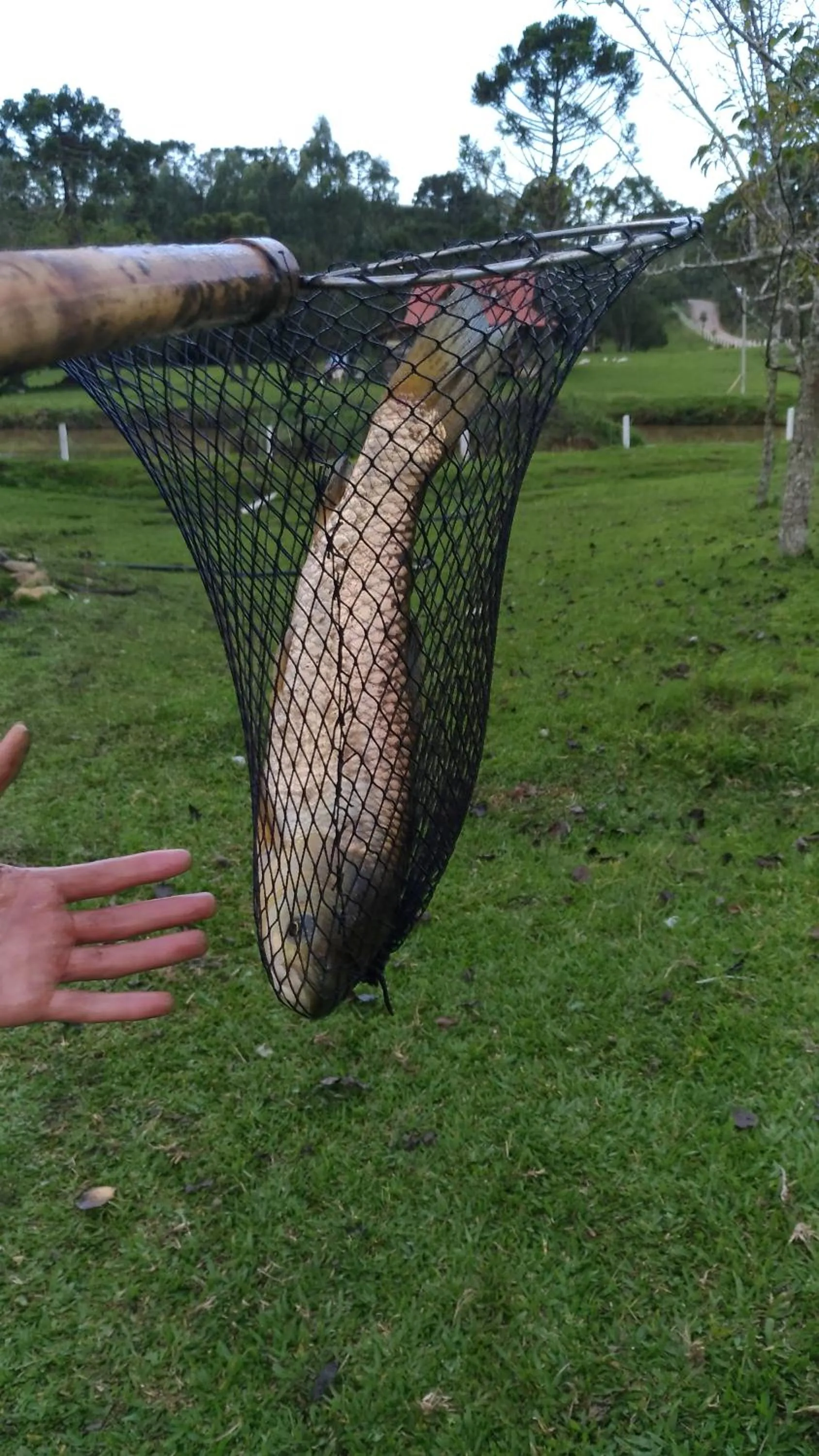 Fishing in Pousada Recanto dos Pôneis Rio Rufino Urubici