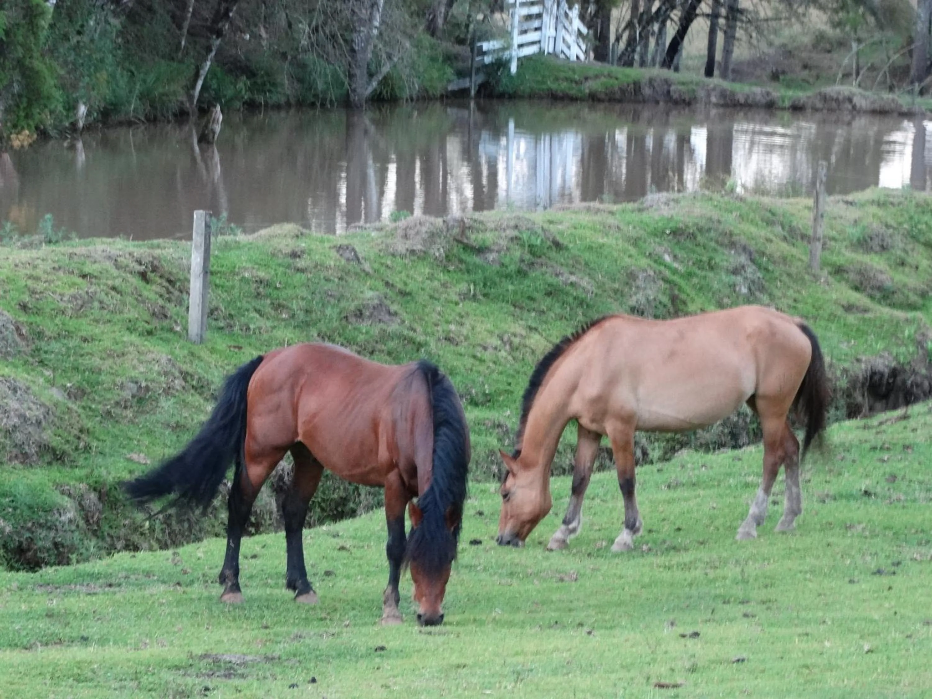 Pets in Pousada Recanto dos Pôneis Rio Rufino Urubici