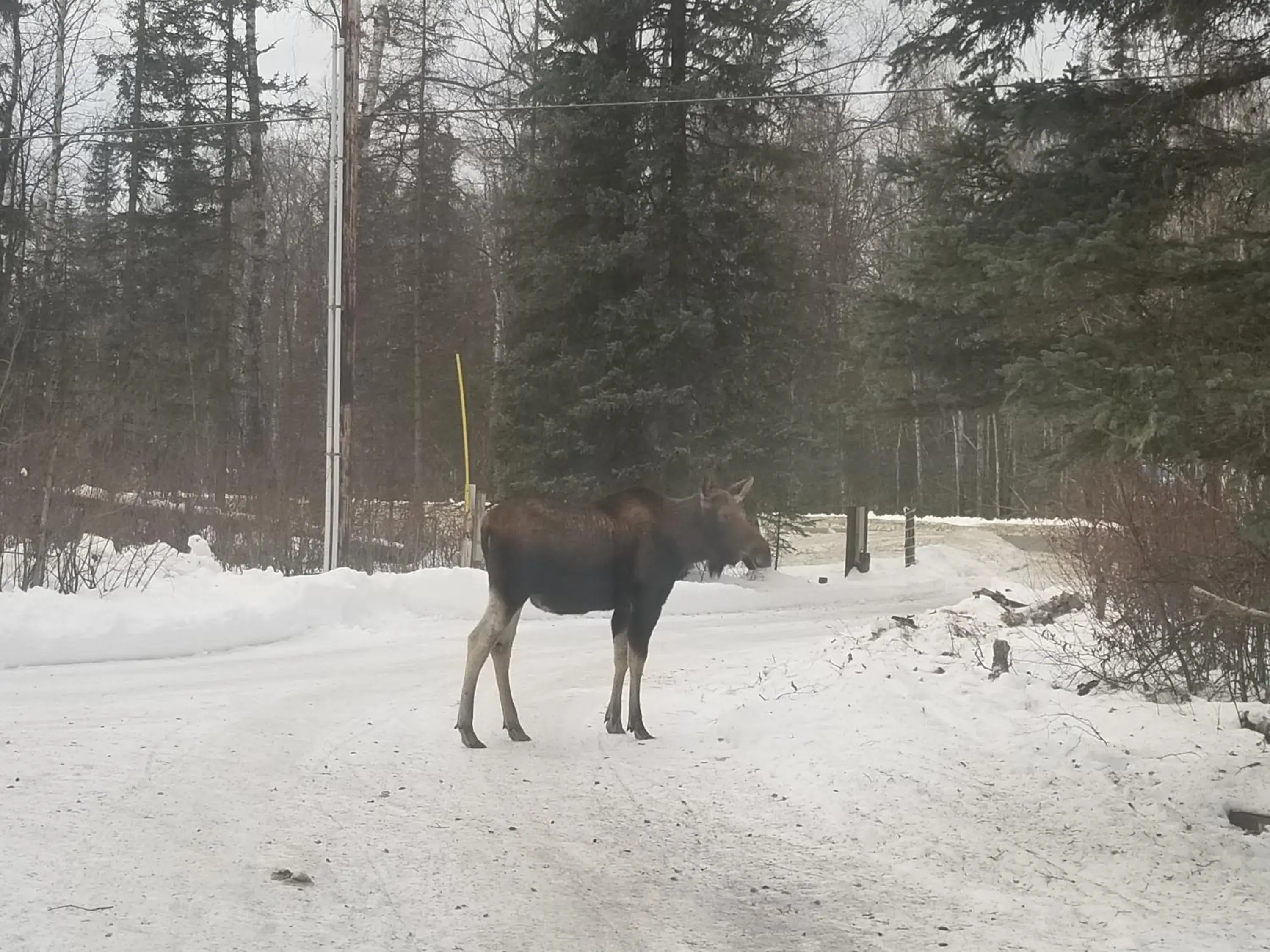 Talkeetna Fireweed Cabins Talkeetna Fireweed Cabins