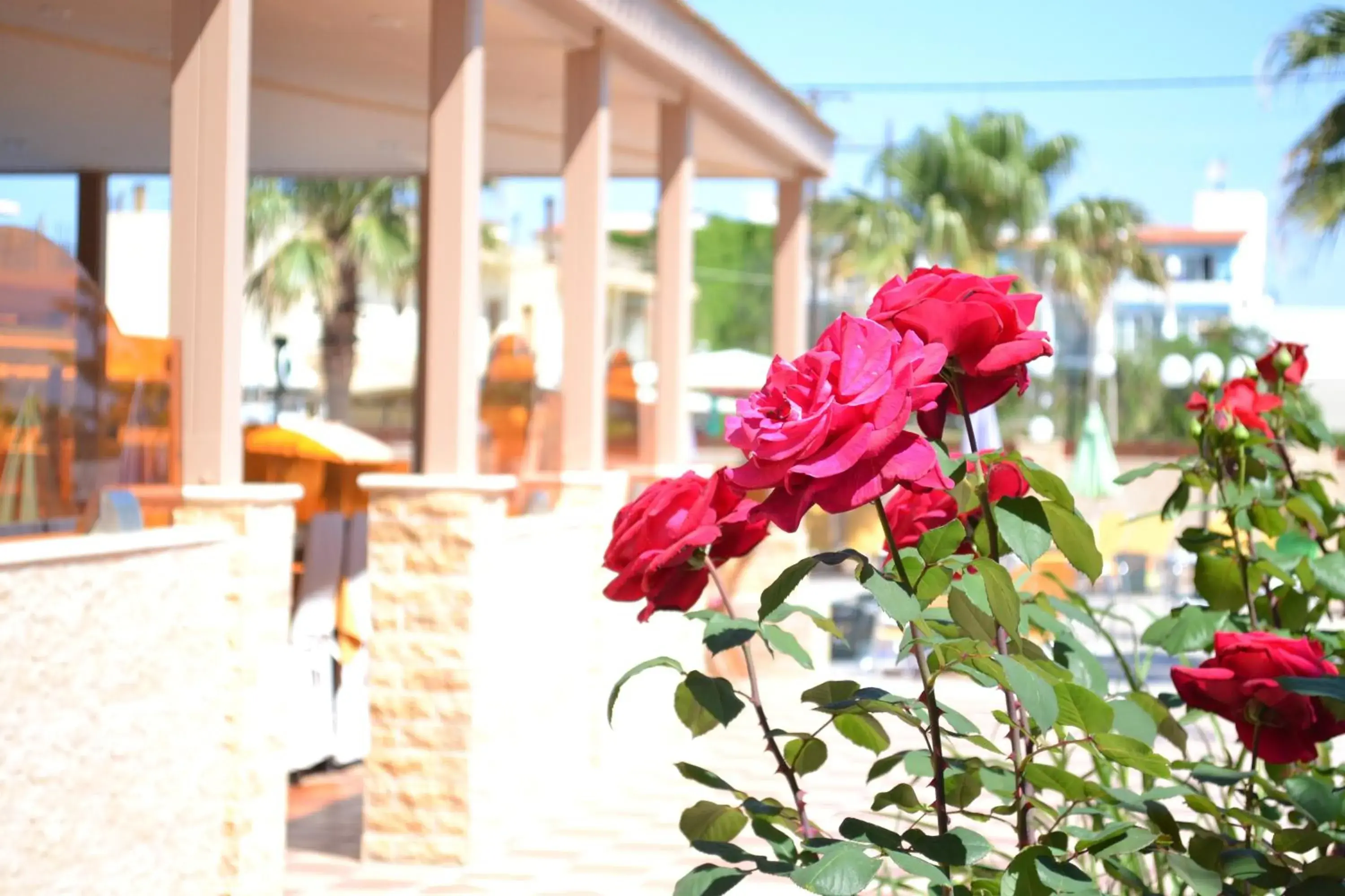 Restaurant/places to eat in Palladion Restaurant/places to eat in Palladion