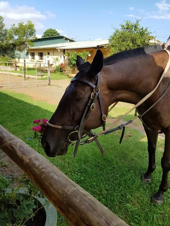 Animals in The little Club Getaway at The Hay Barn