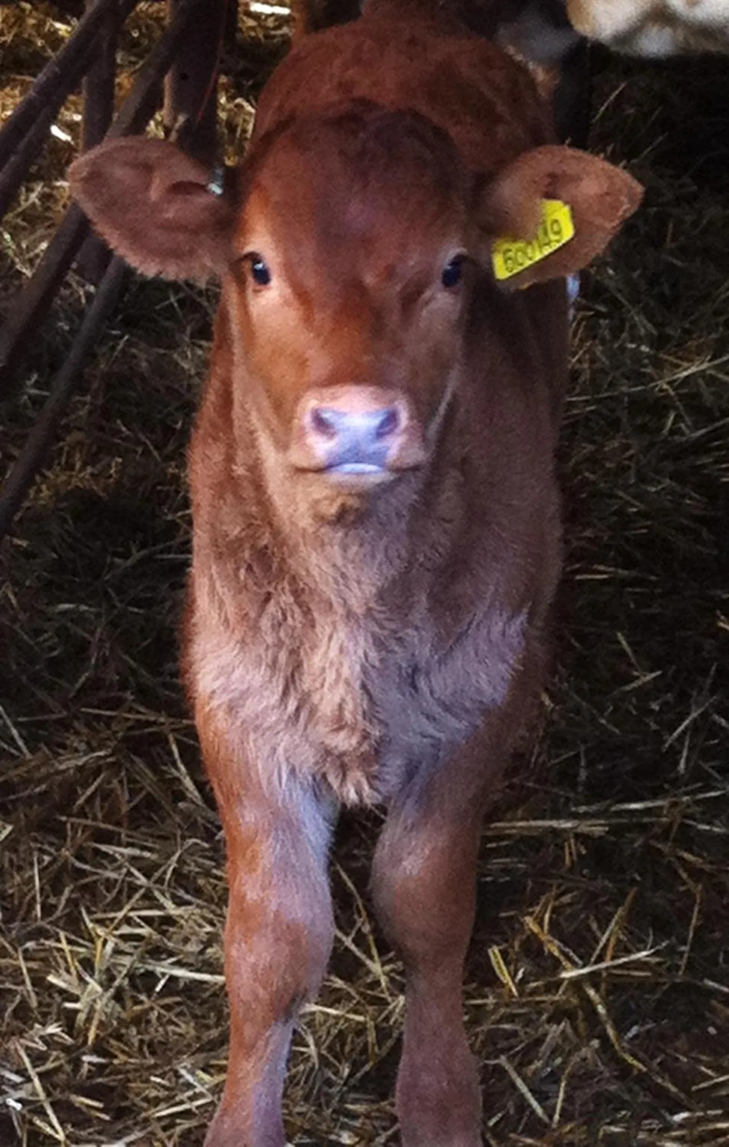 Animals in Whitchurch Farm Guesthouse