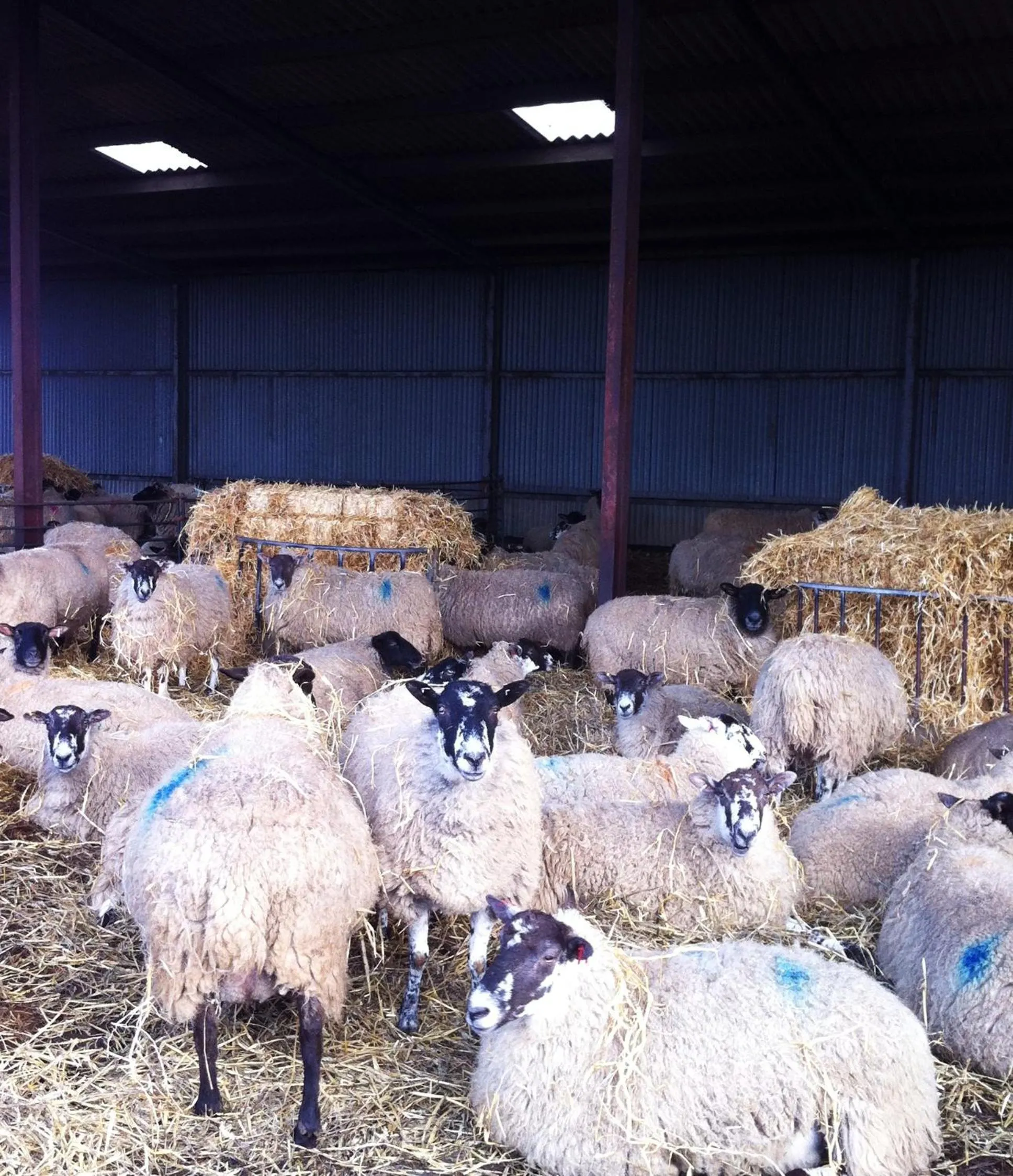 Animals in Whitchurch Farm Guesthouse