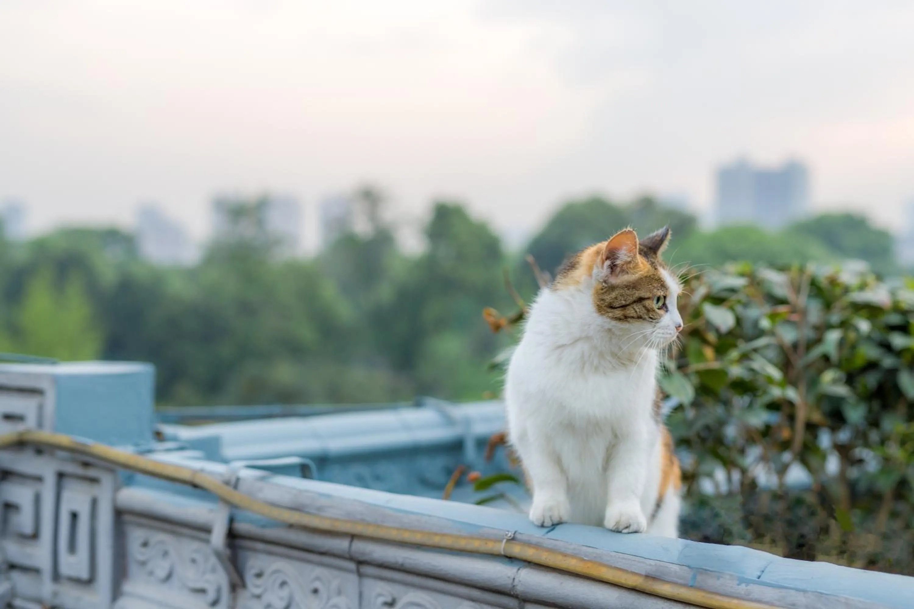 Chengdu Dreams Travel International Youth Hostel
