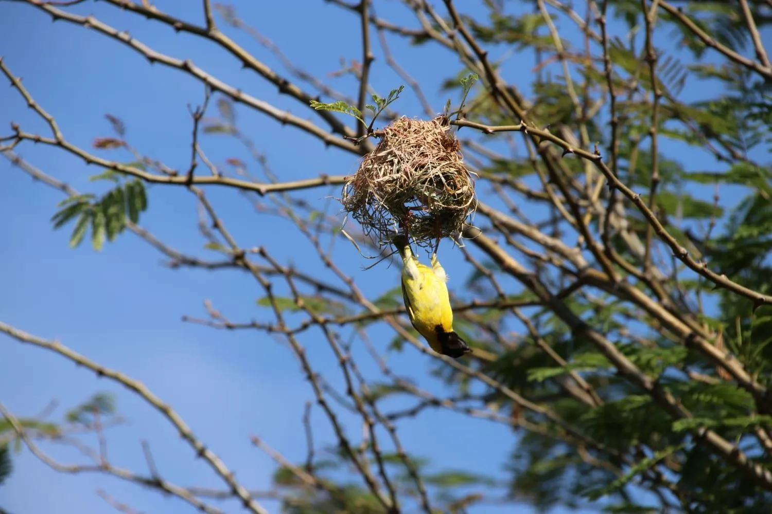 Roaring Sky Base Camp