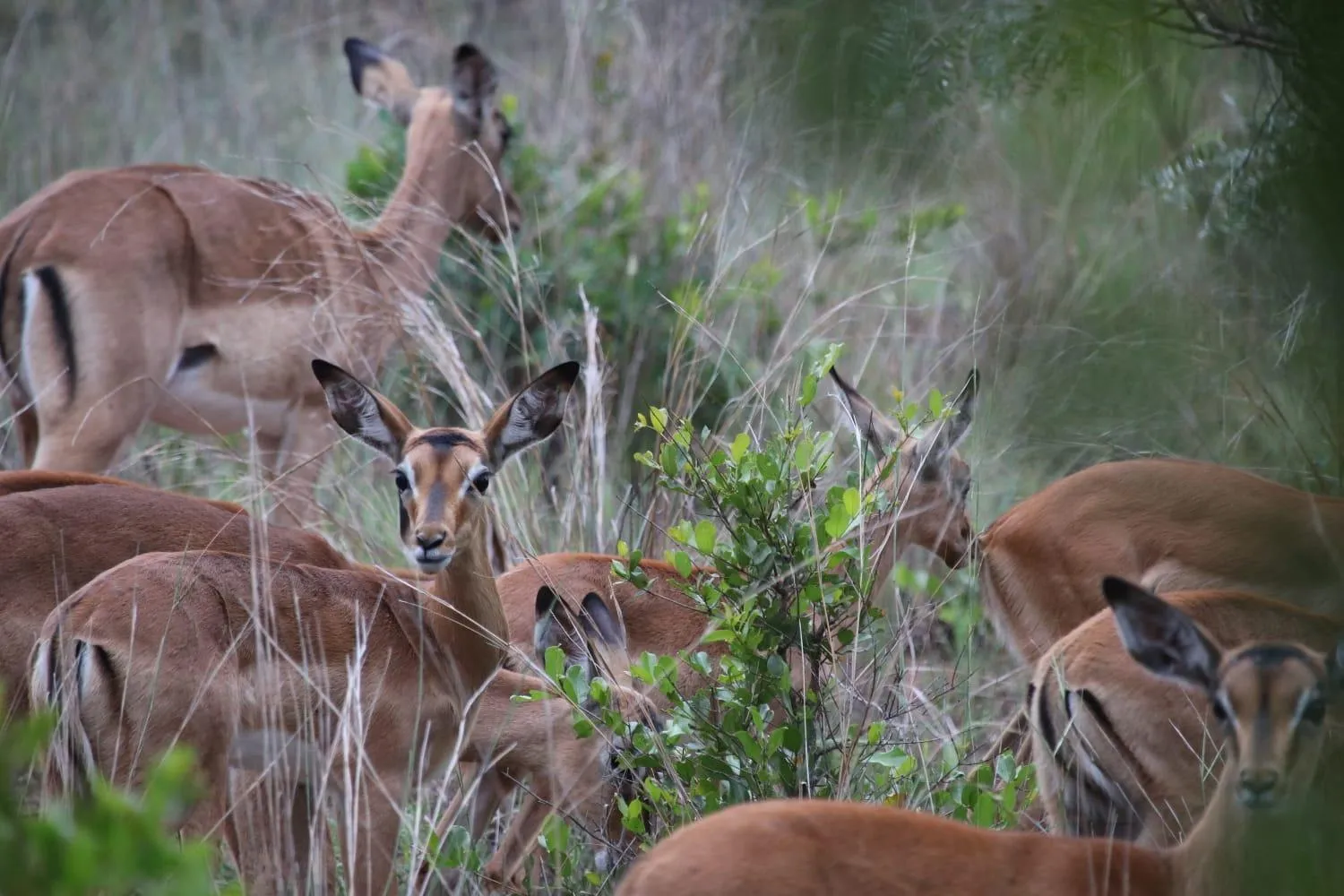 Roaring Sky Base Camp