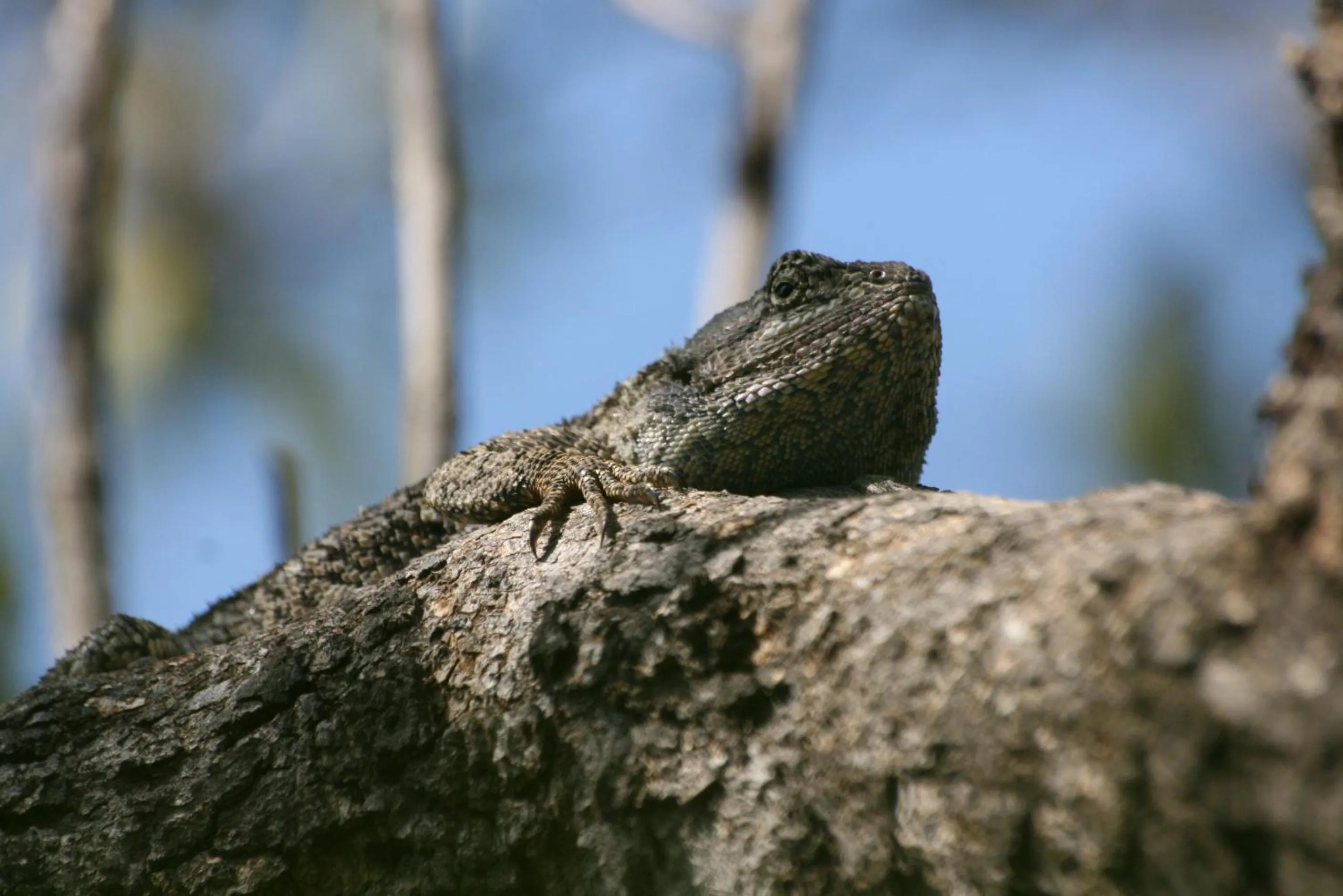 Roaring Sky Base Camp