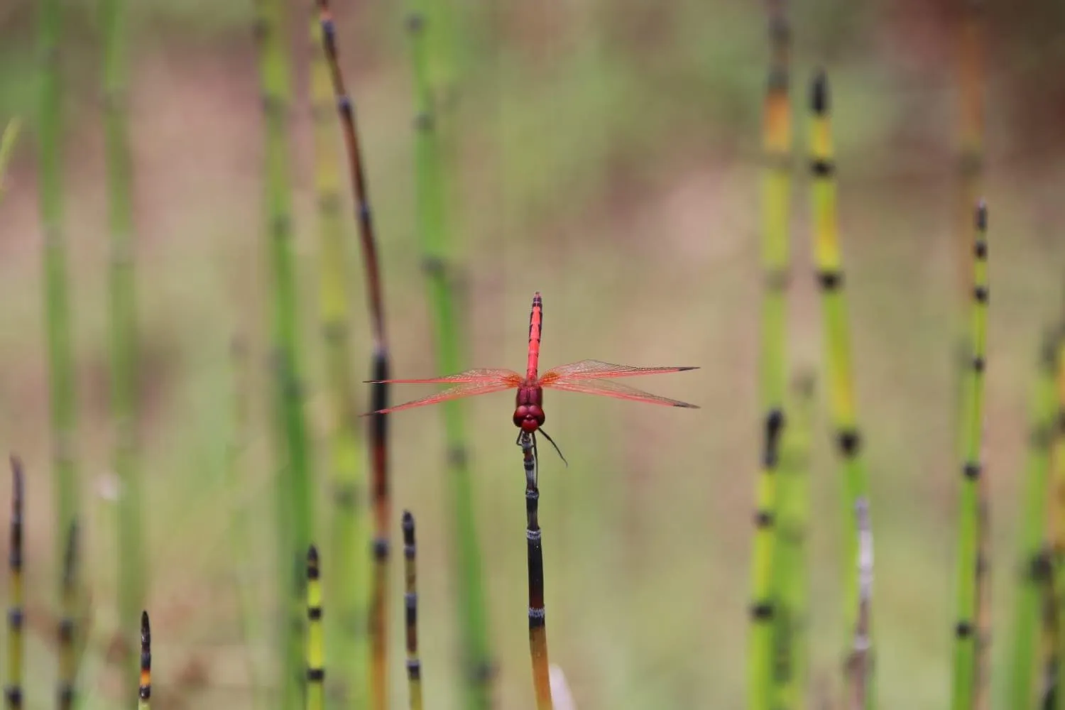 Roaring Sky Base Camp