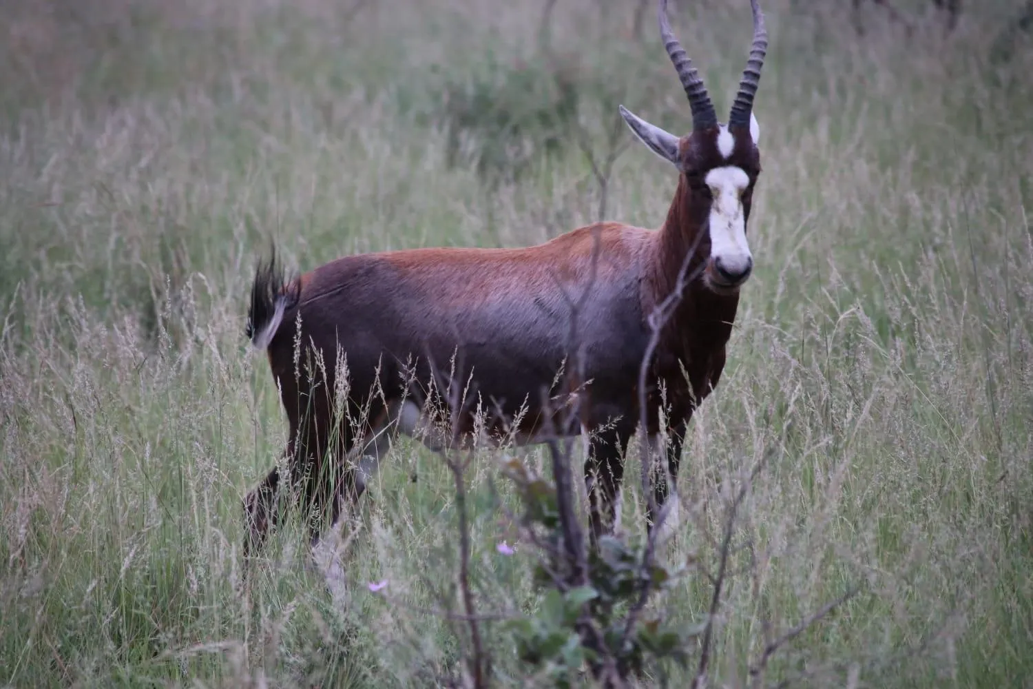 Roaring Sky Base Camp