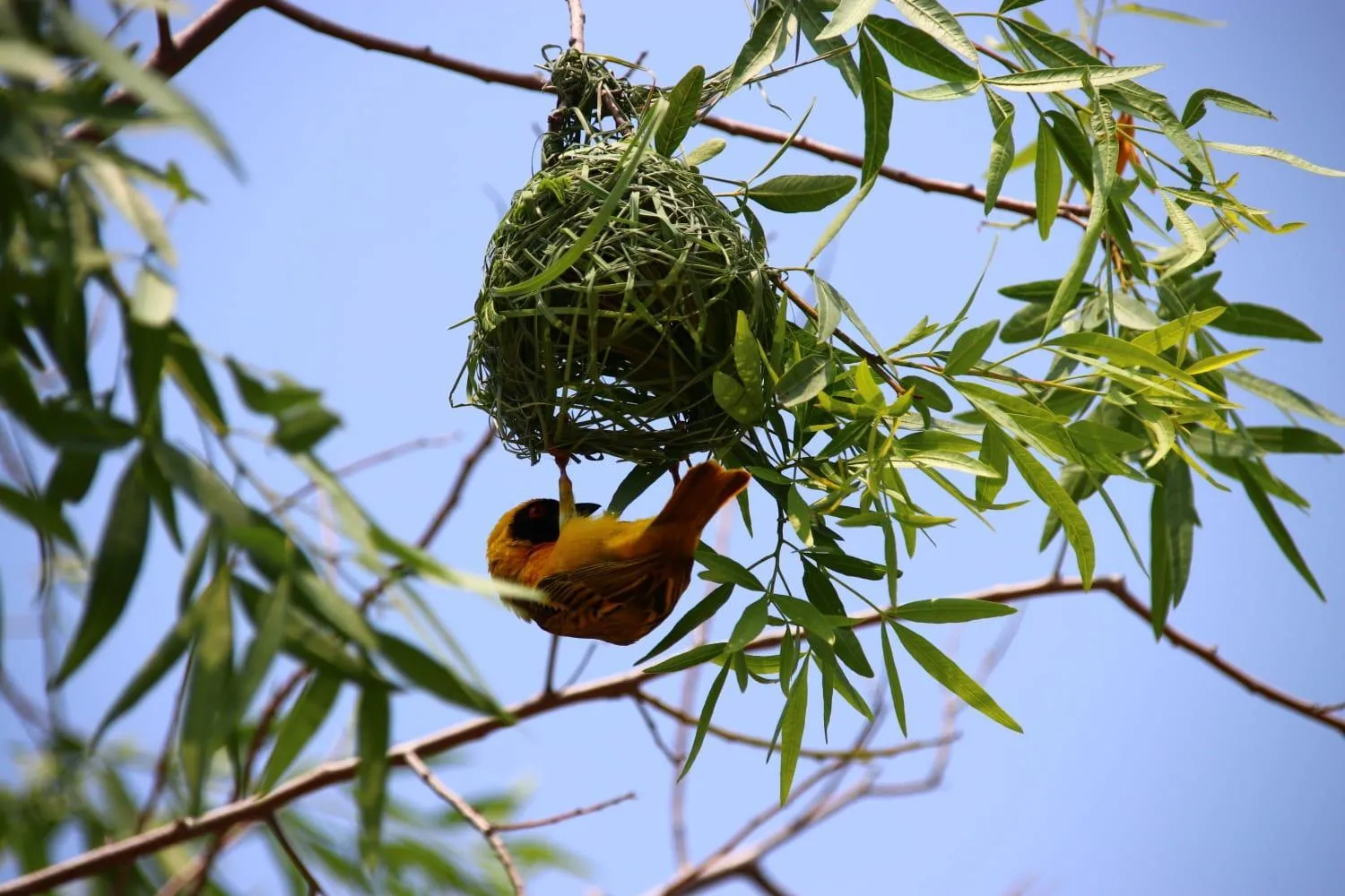 Roaring Sky Base Camp