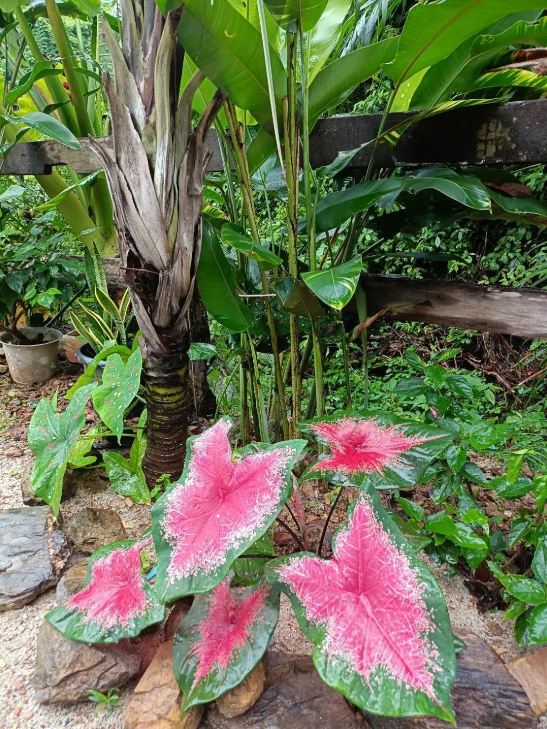 Dahla Lanta Hut
