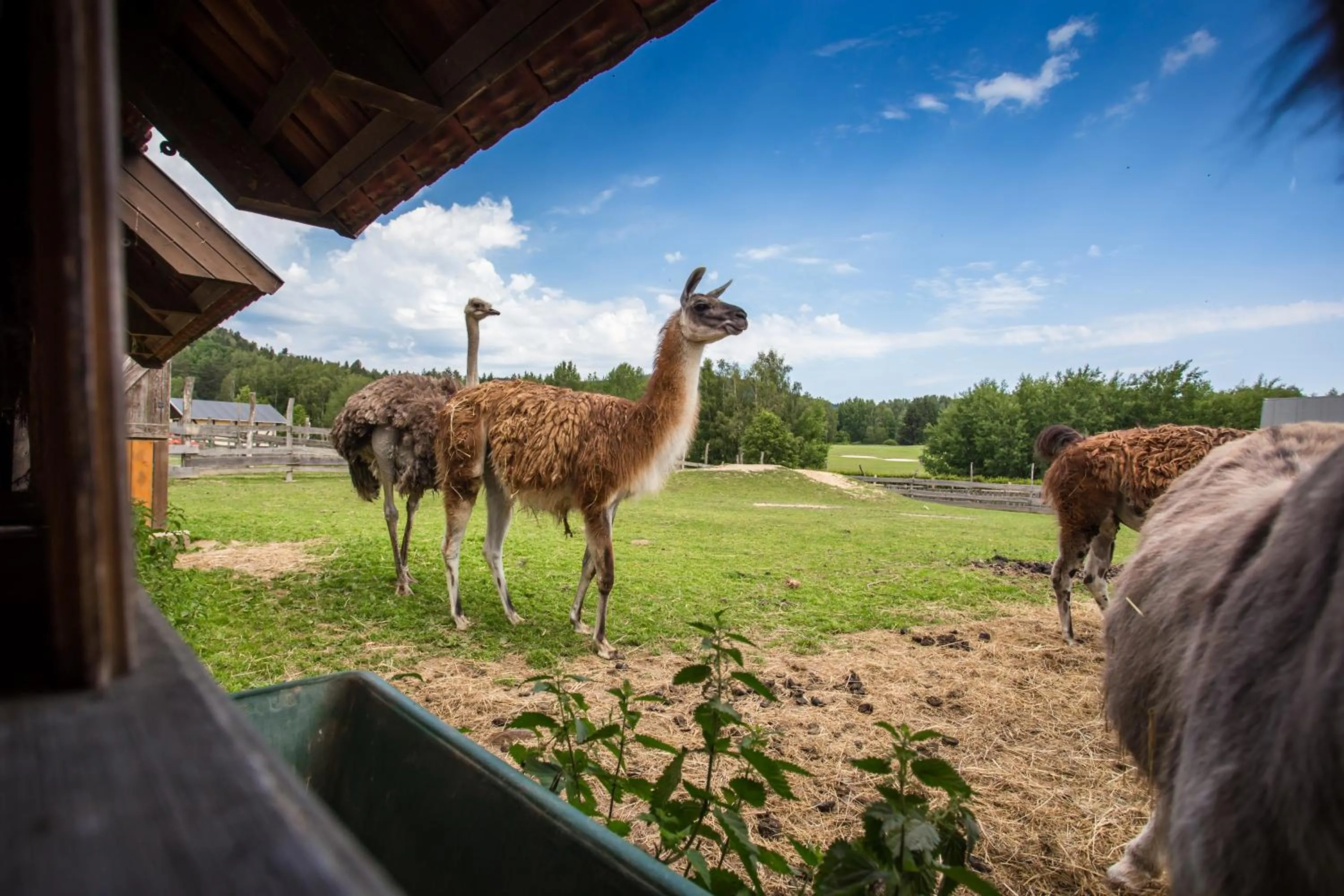 Activities in Resort Malevil