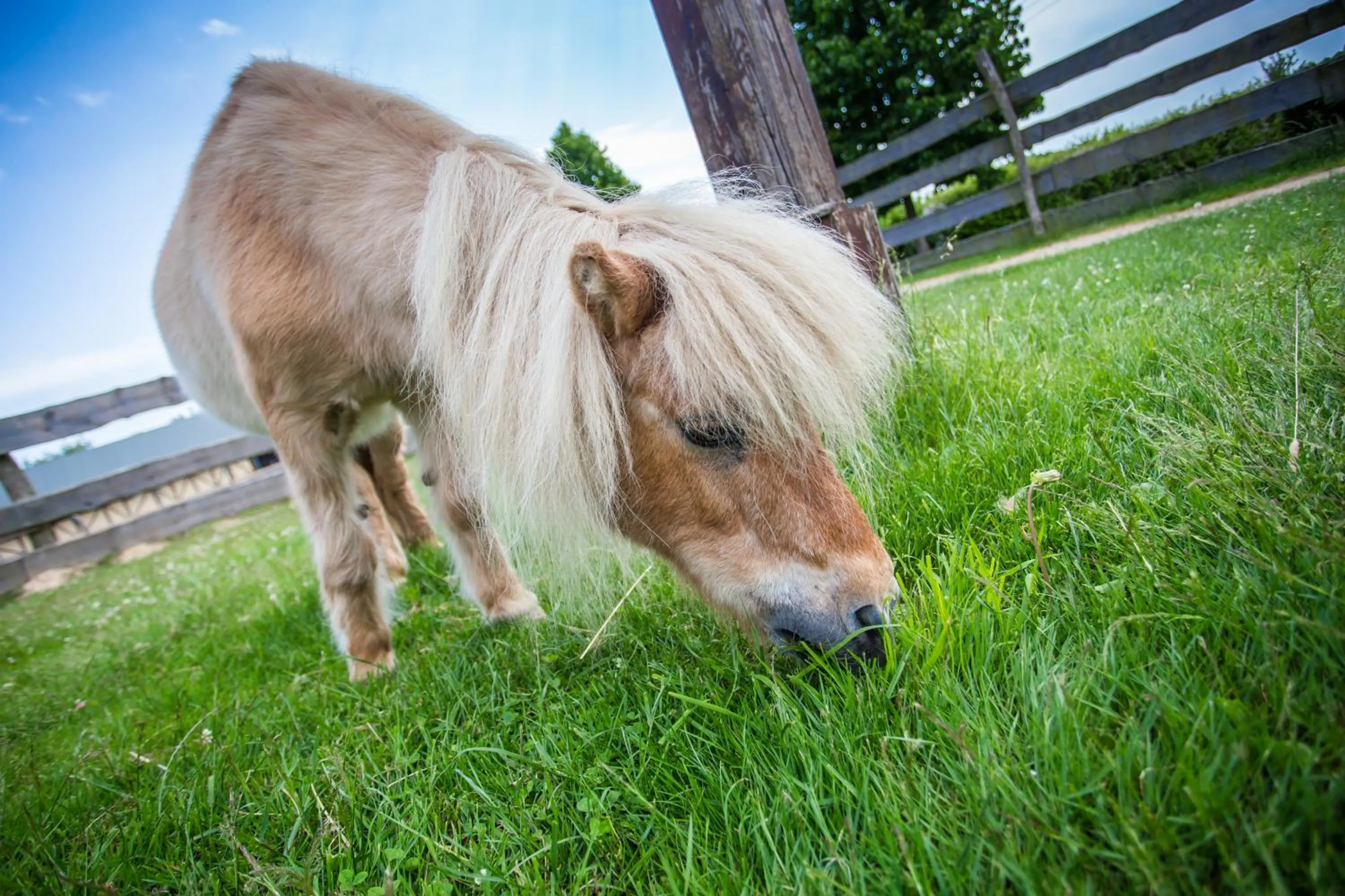 Horse-riding in Resort Malevil