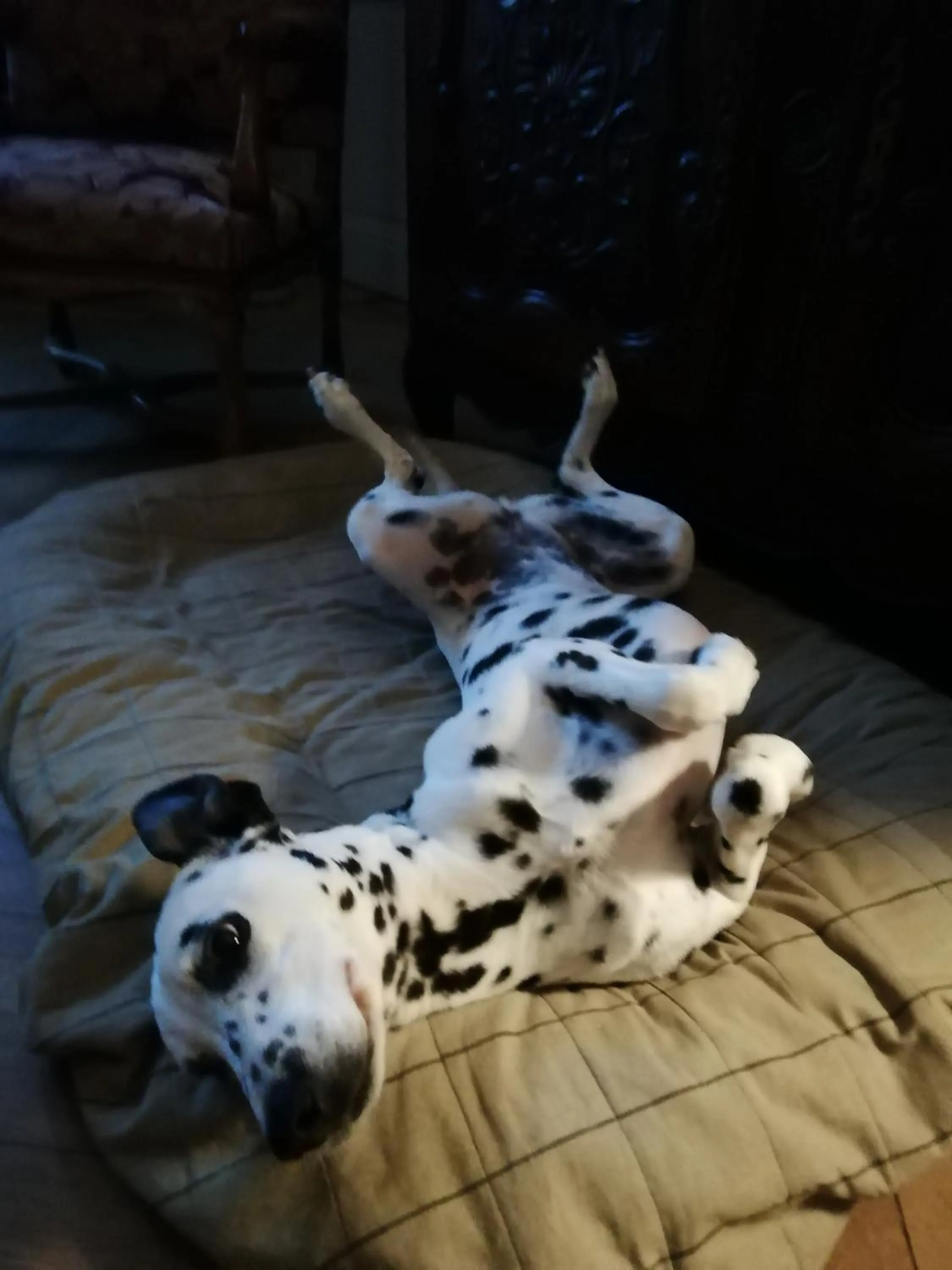 Pets in CLOCHI-CLOCHA