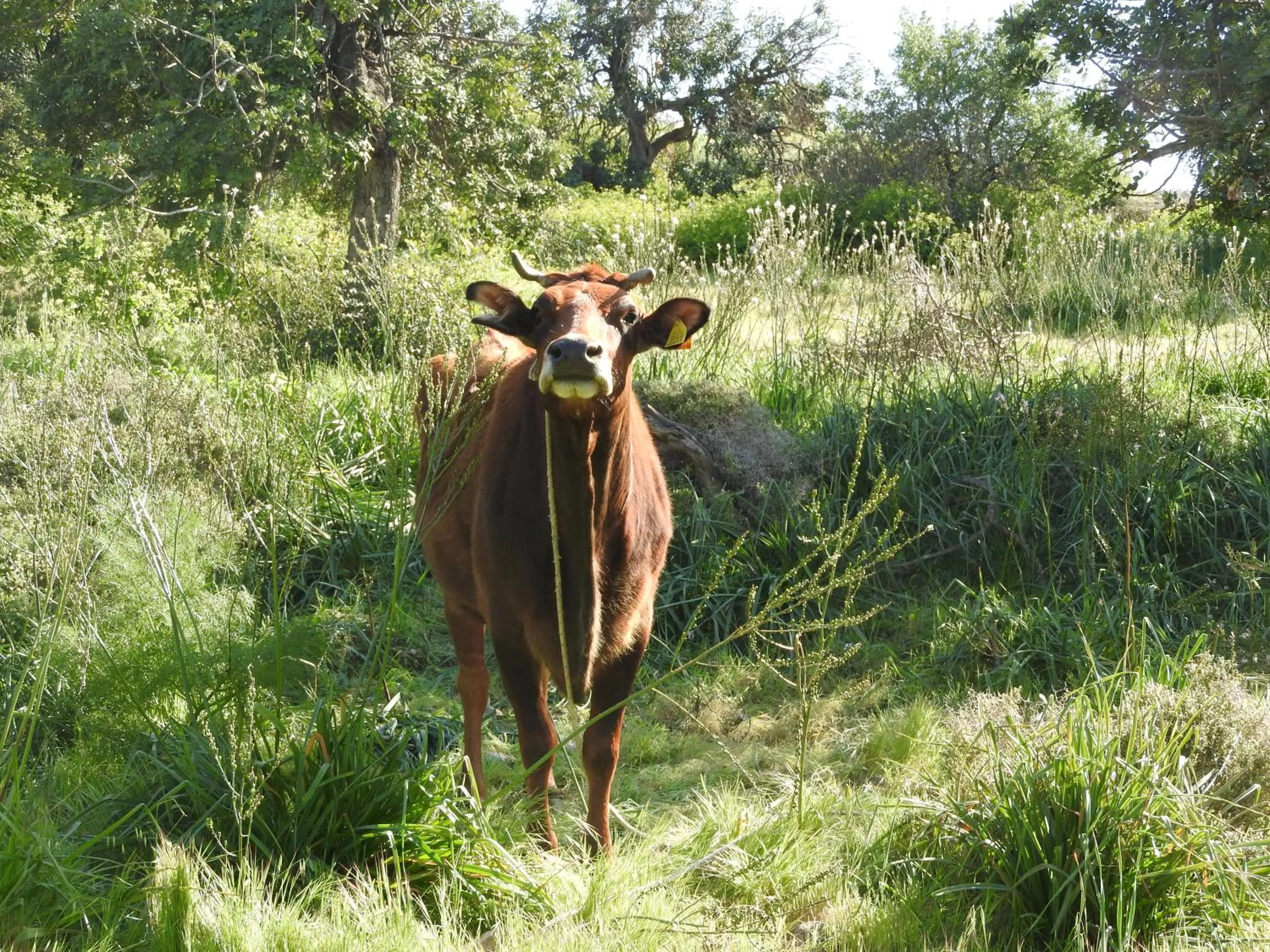Animals in Hill View Hotel Apartments