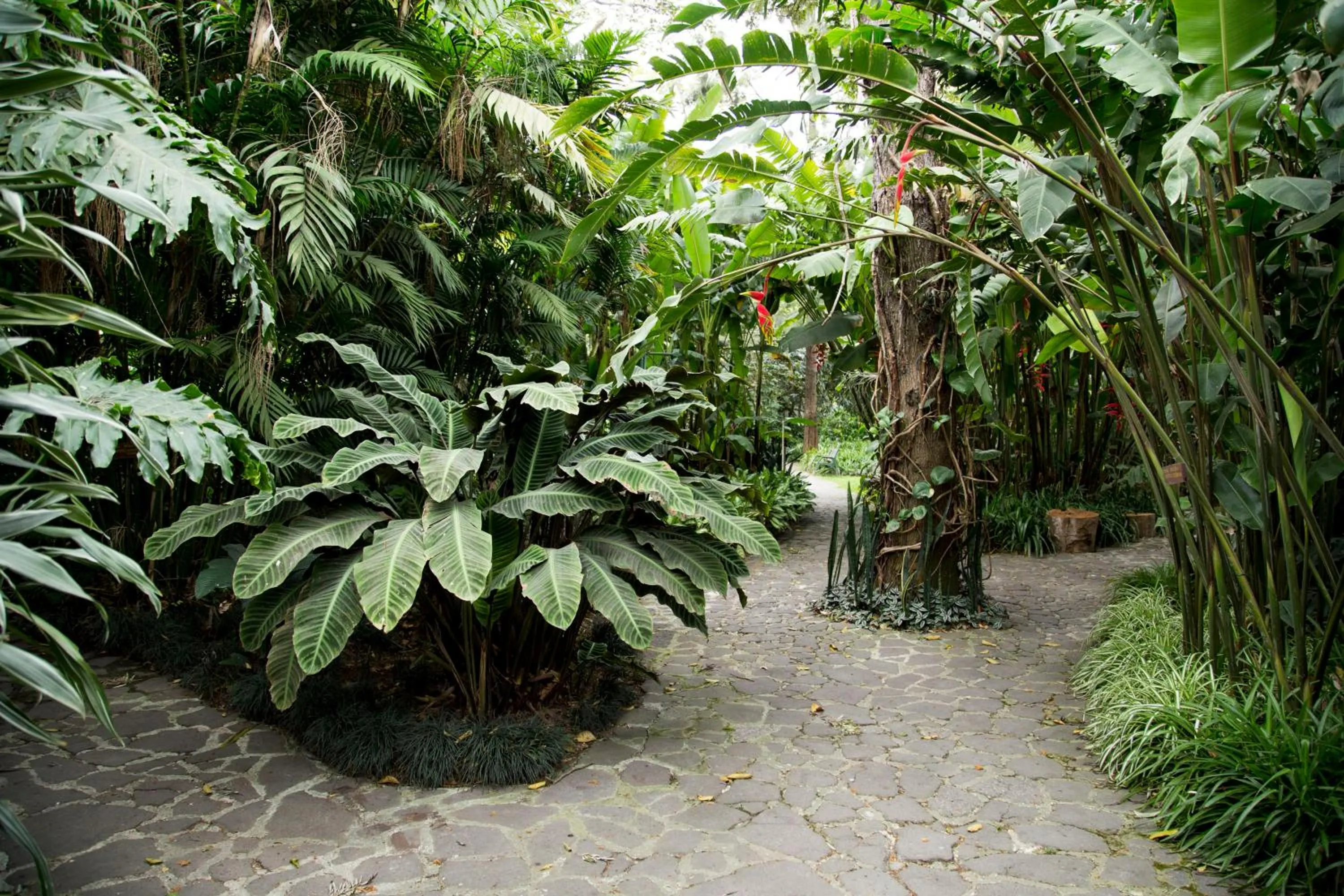Garden in Hotel Las Farolas