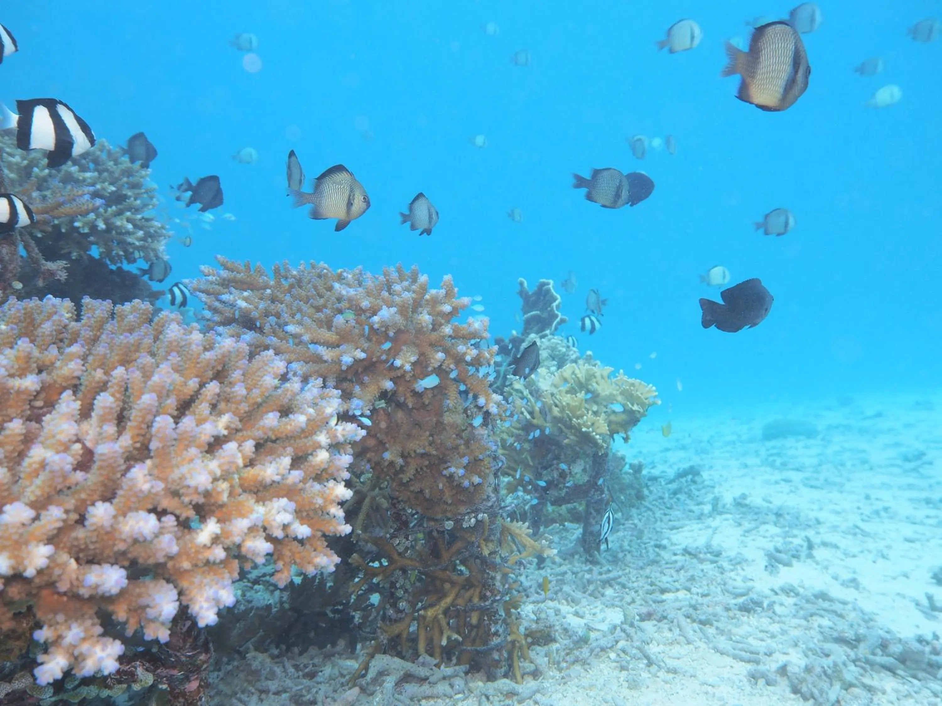 Off site in Ocean Resort PMC