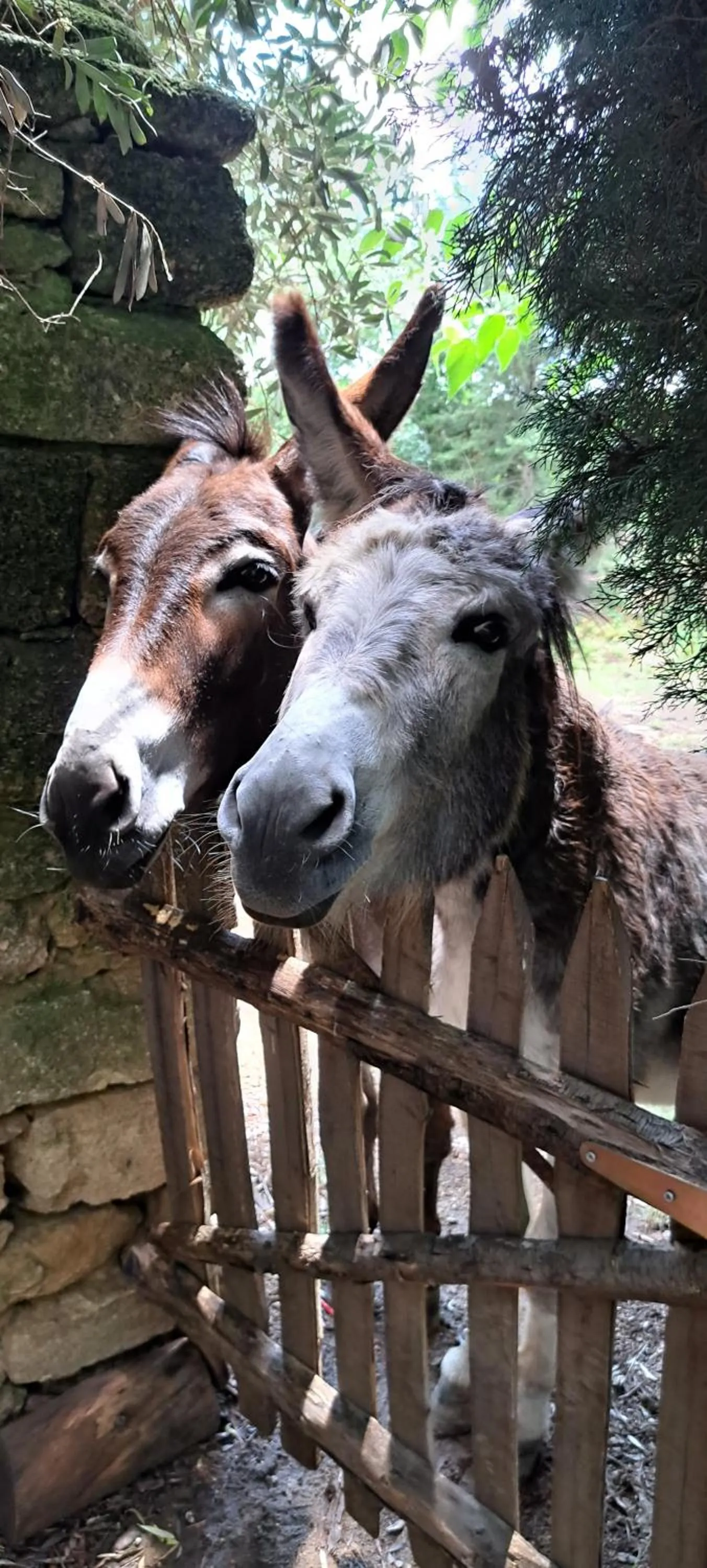 Garden in Le Mas du Lac