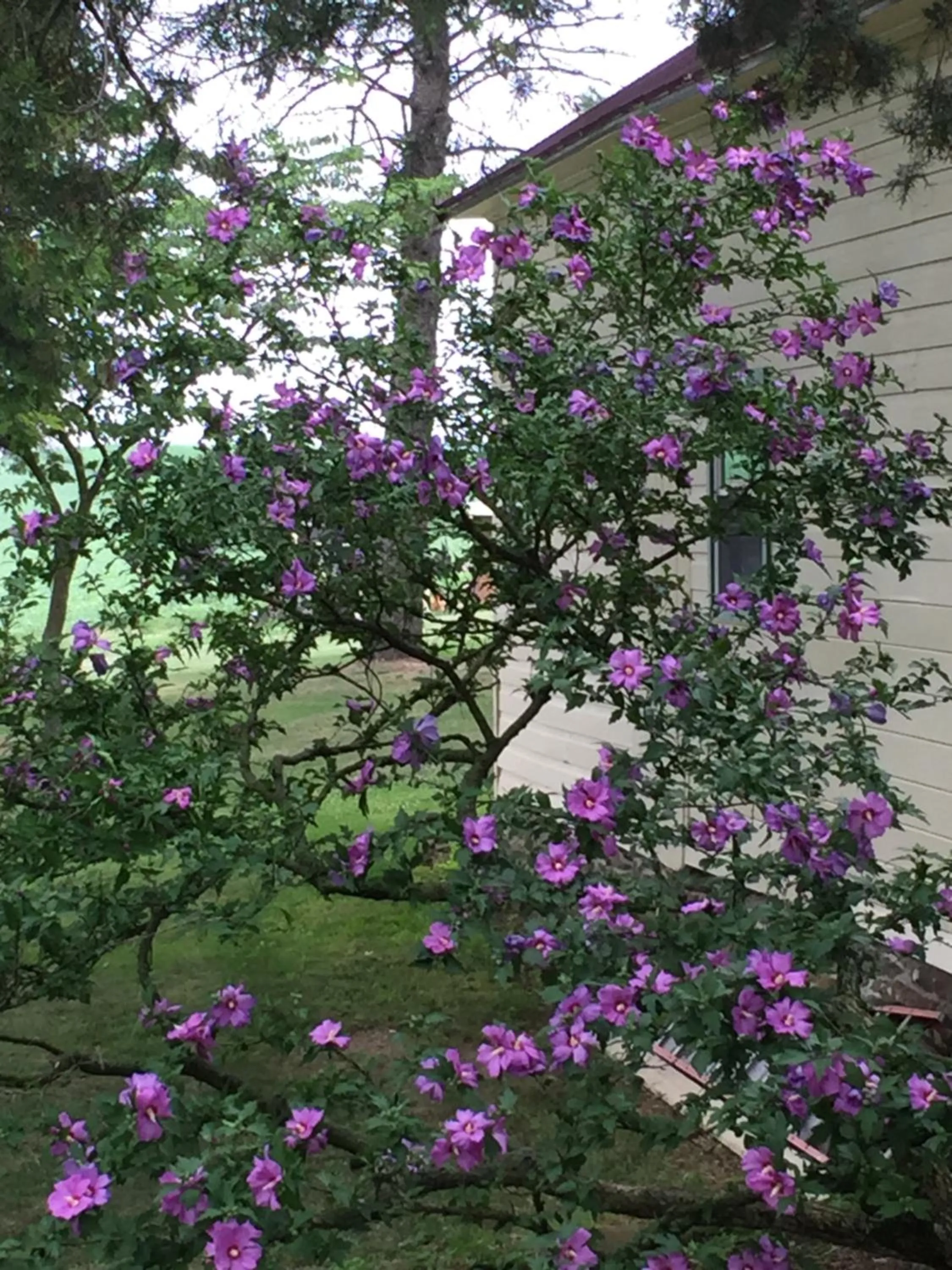 Garden in Carriage Stop Bed & Breakfast