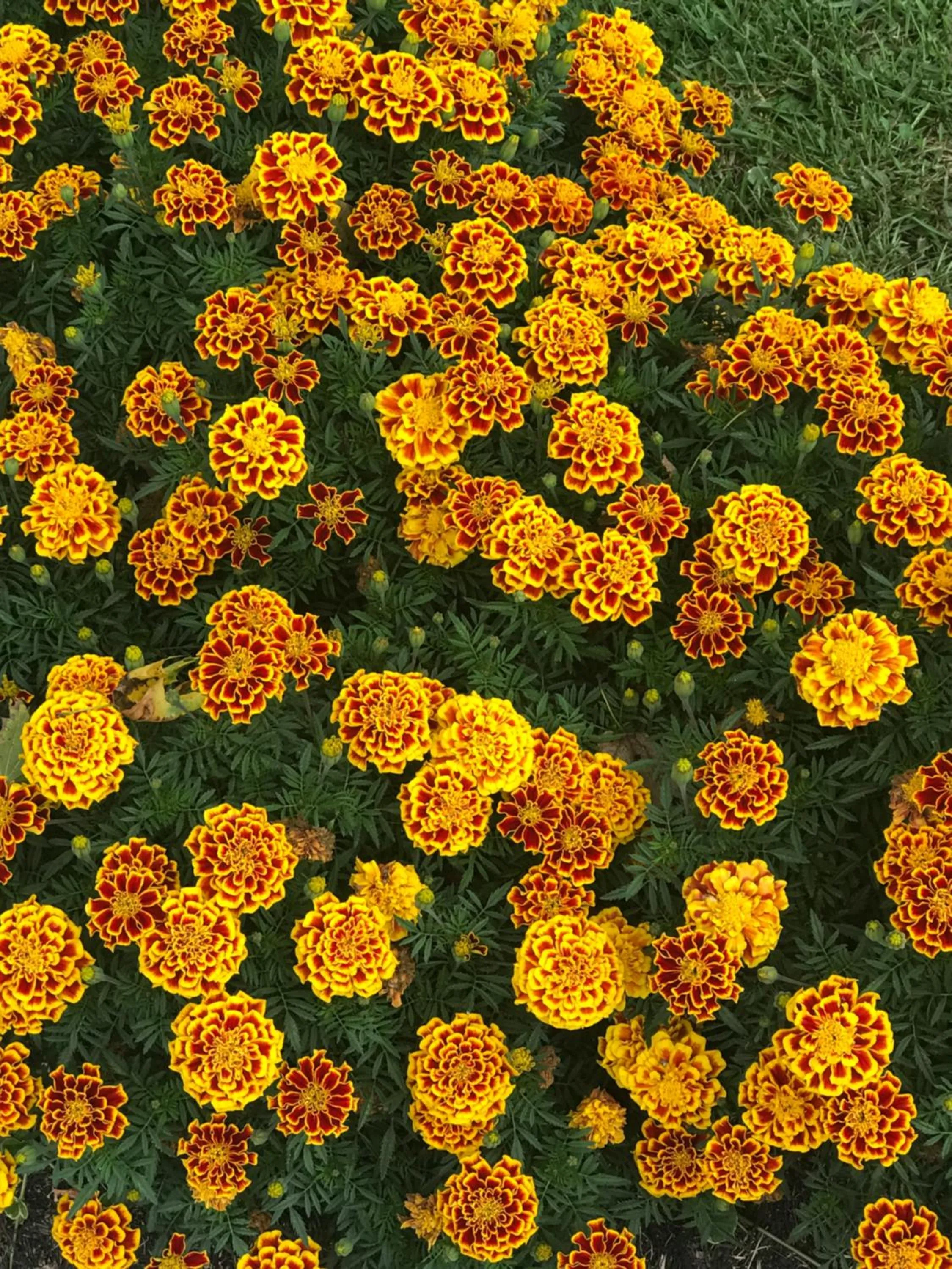 Garden in Carriage Stop Bed & Breakfast