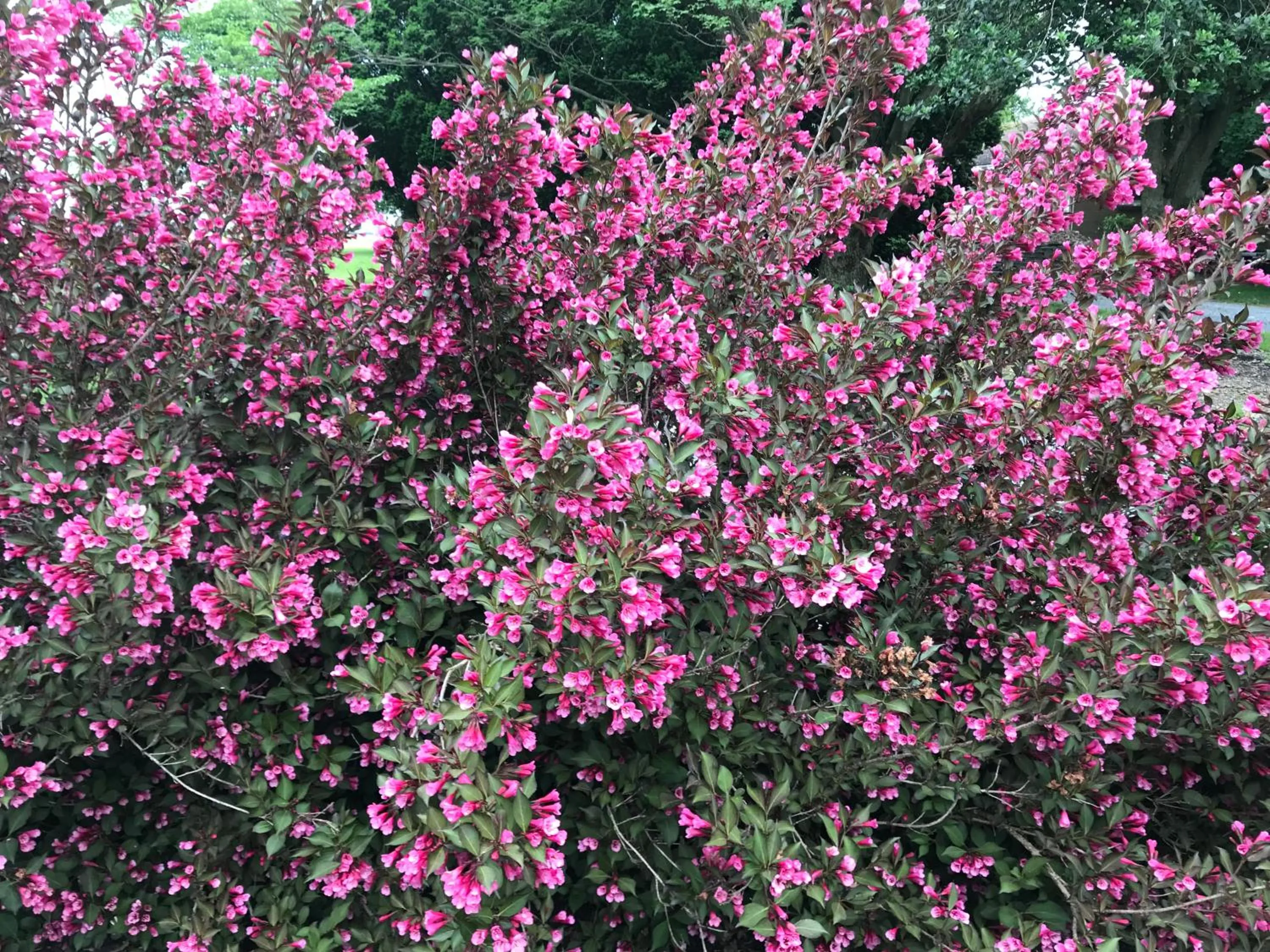 Garden in Carriage Stop Bed & Breakfast