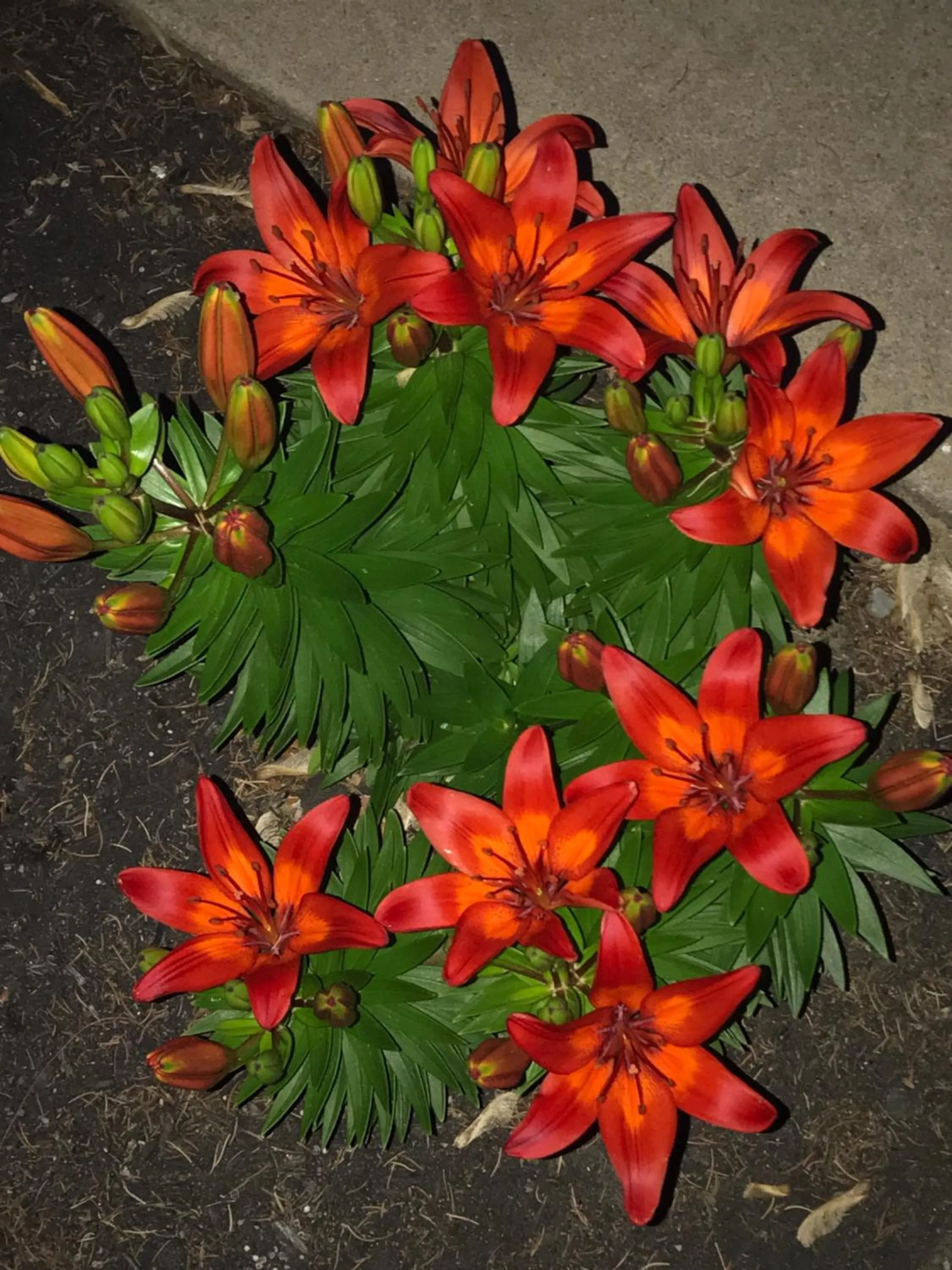 Garden in Carriage Stop Bed & Breakfast