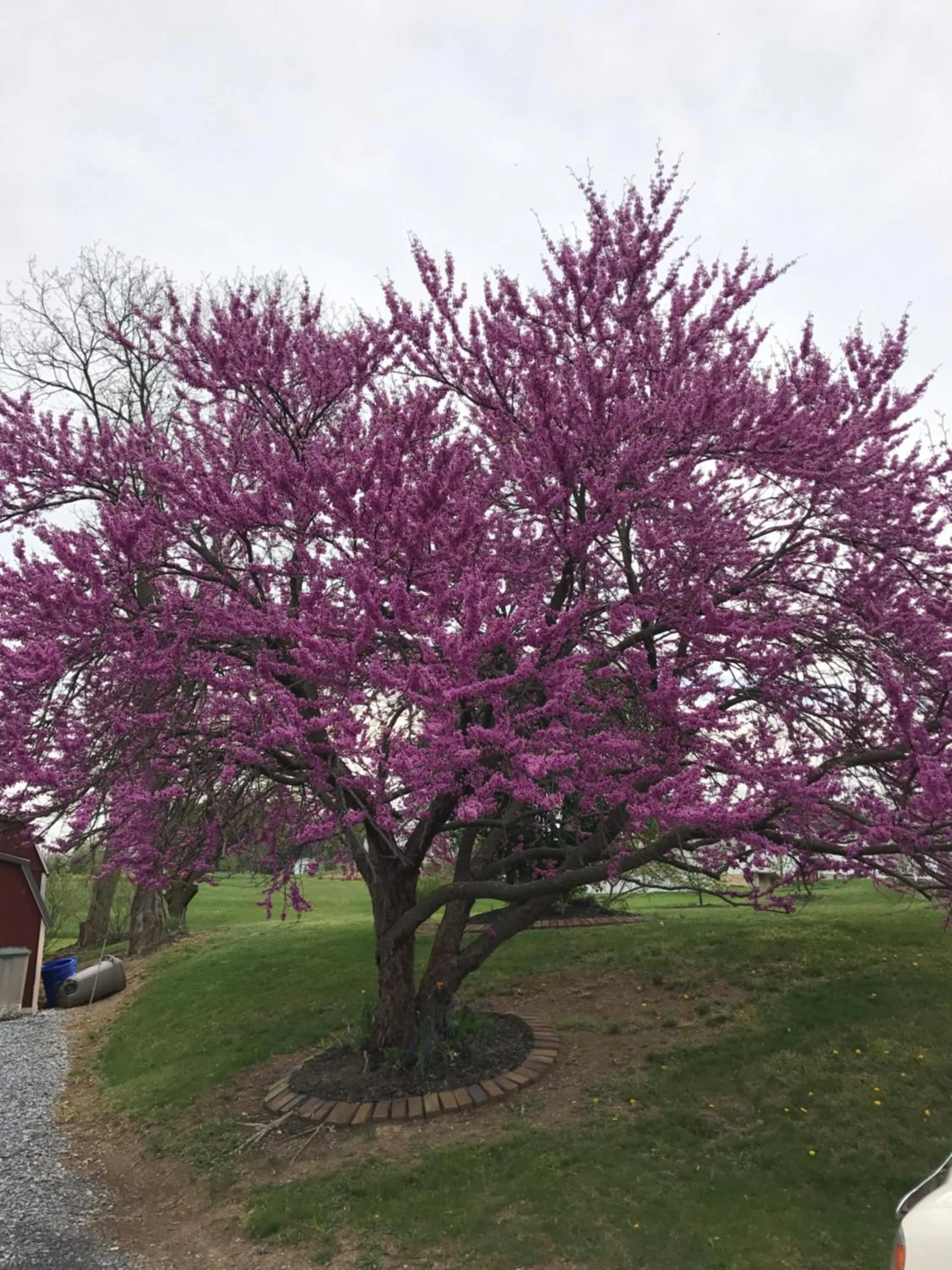 Garden in Carriage Stop Bed & Breakfast