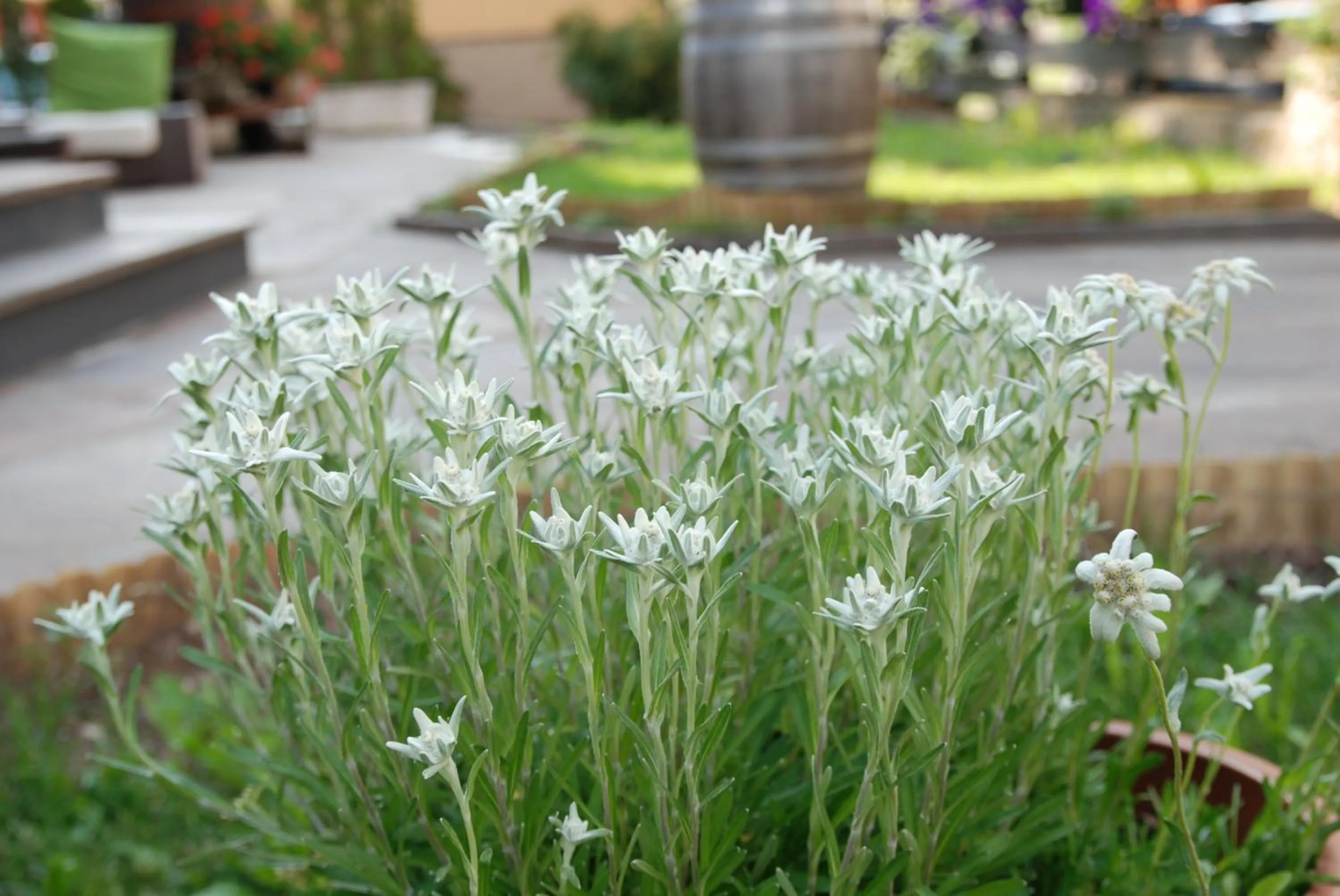 Spring in Hotel San Valier