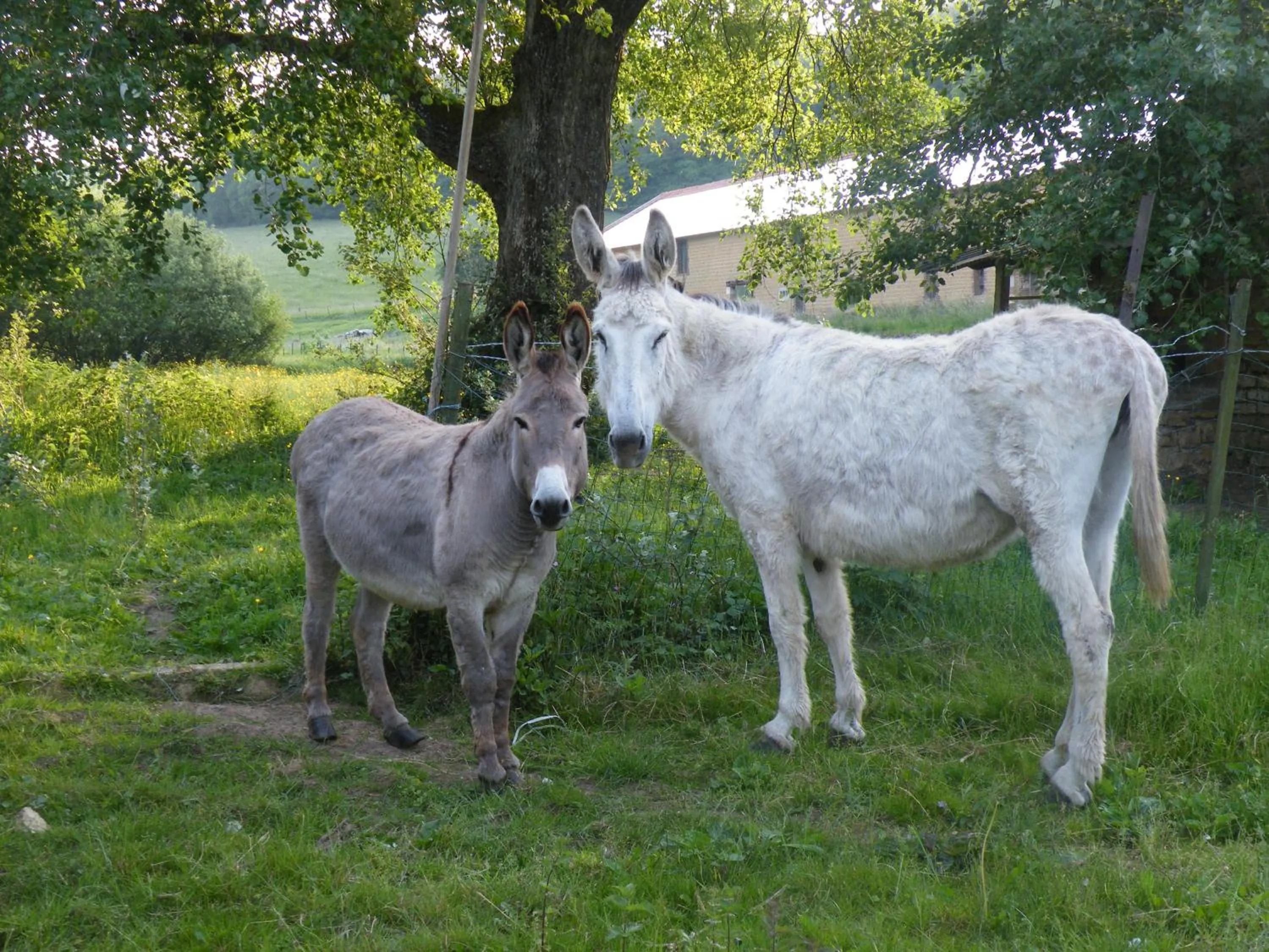 kotas-Esprit Nordique