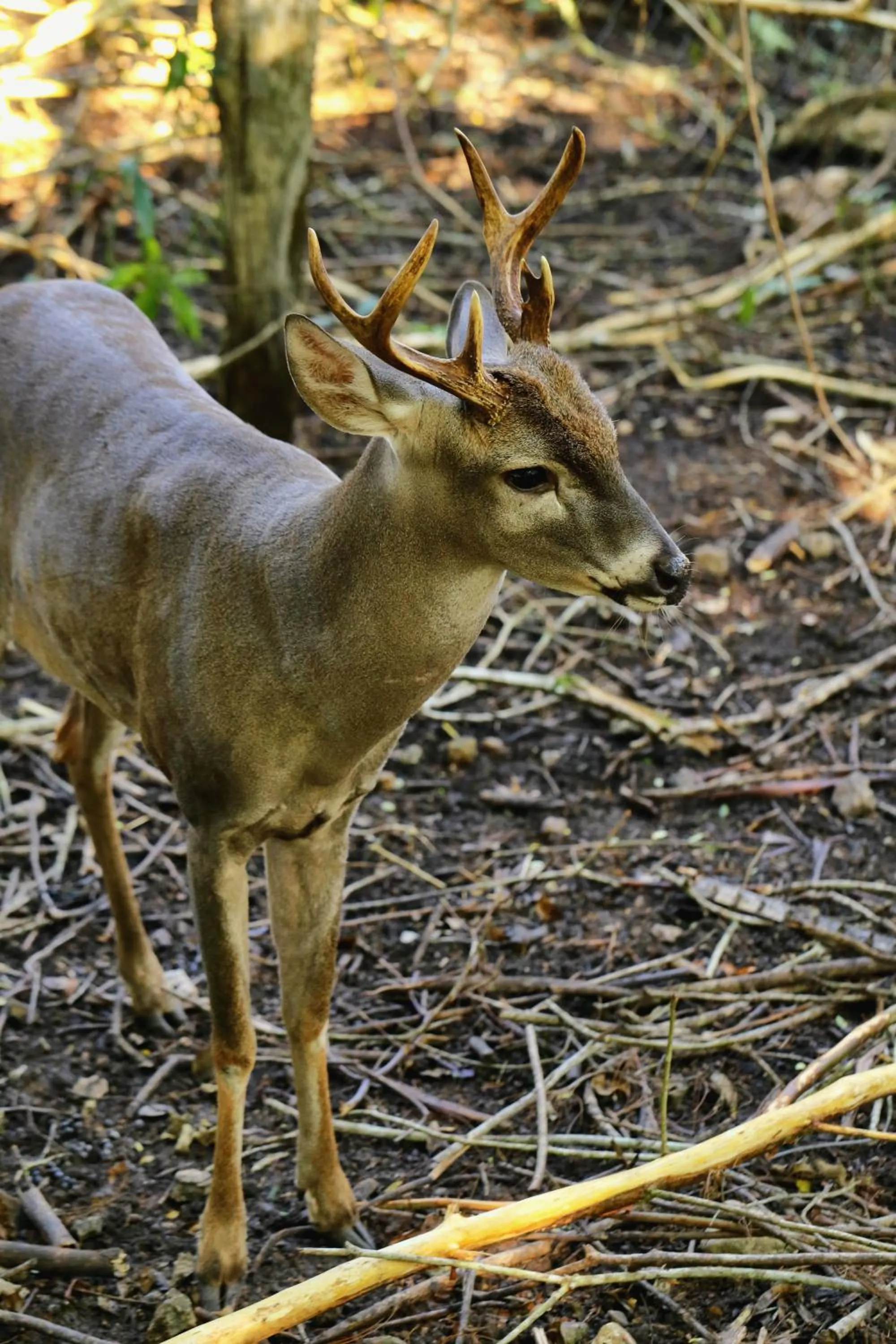 Garden in Villa Maya