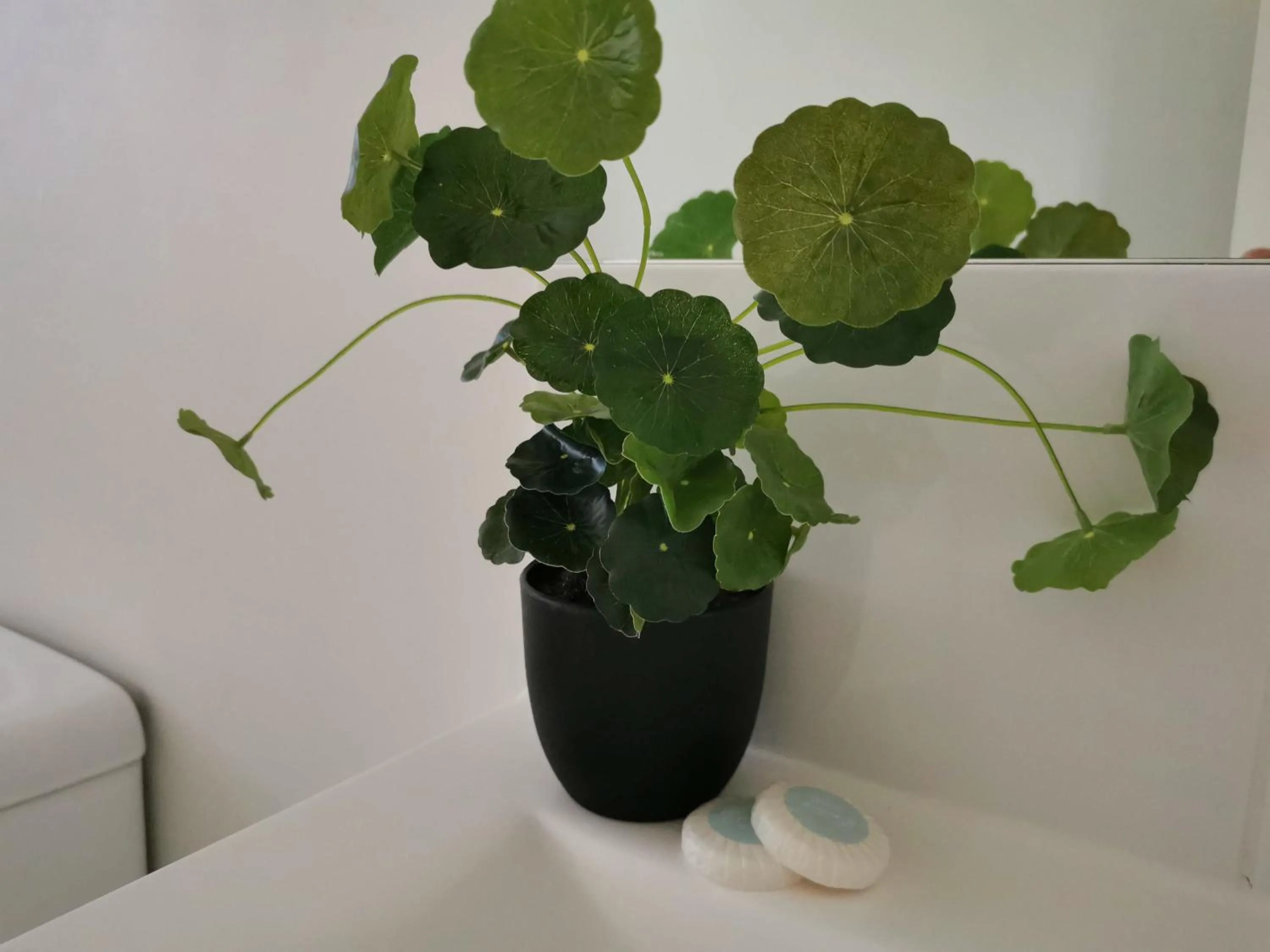 Decorative detail in Palm Waters Holiday Villas