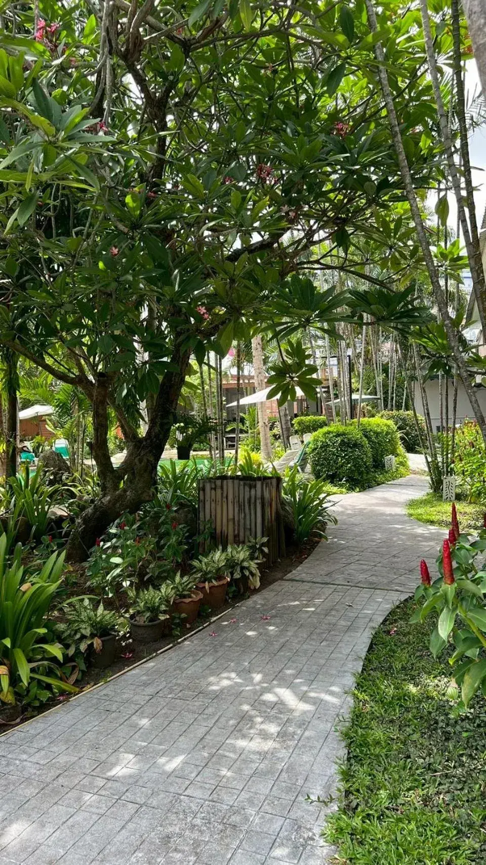 Inner courtyard view in The Viridian Resort - SHA Plus Inner courtyard view in The Viridian Resort - SHA Plus