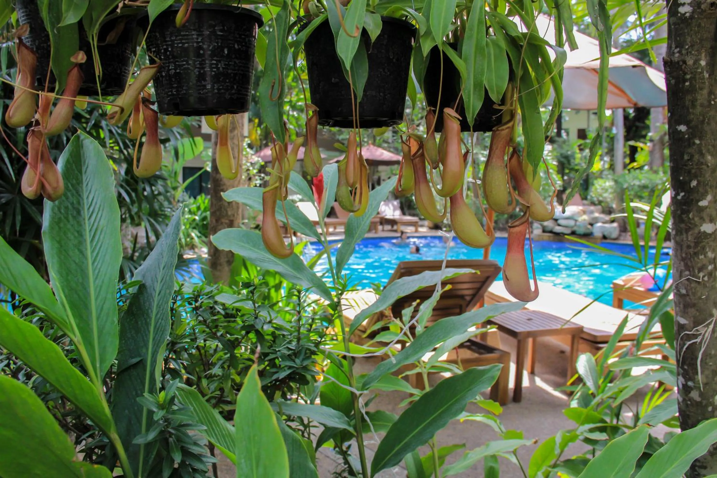 Garden in The Viridian Resort Patong