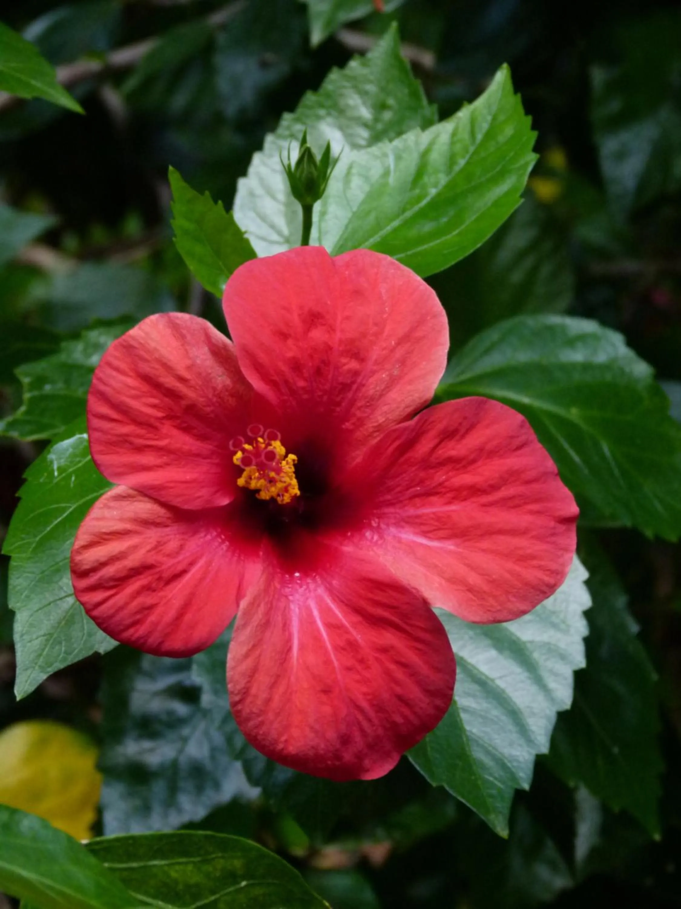 Garden in Apollonia Apartments