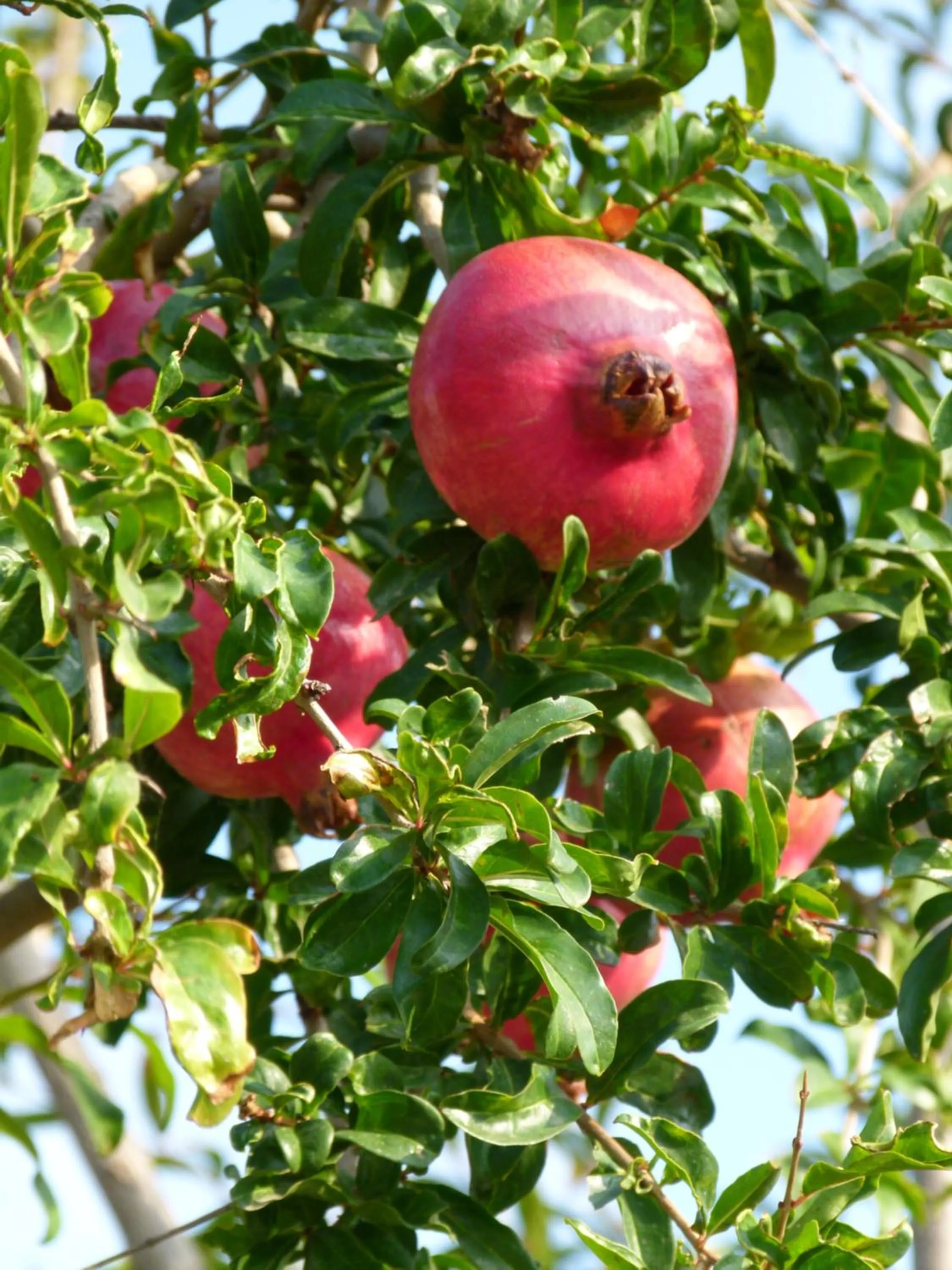 Garden in Apollonia Apartments
