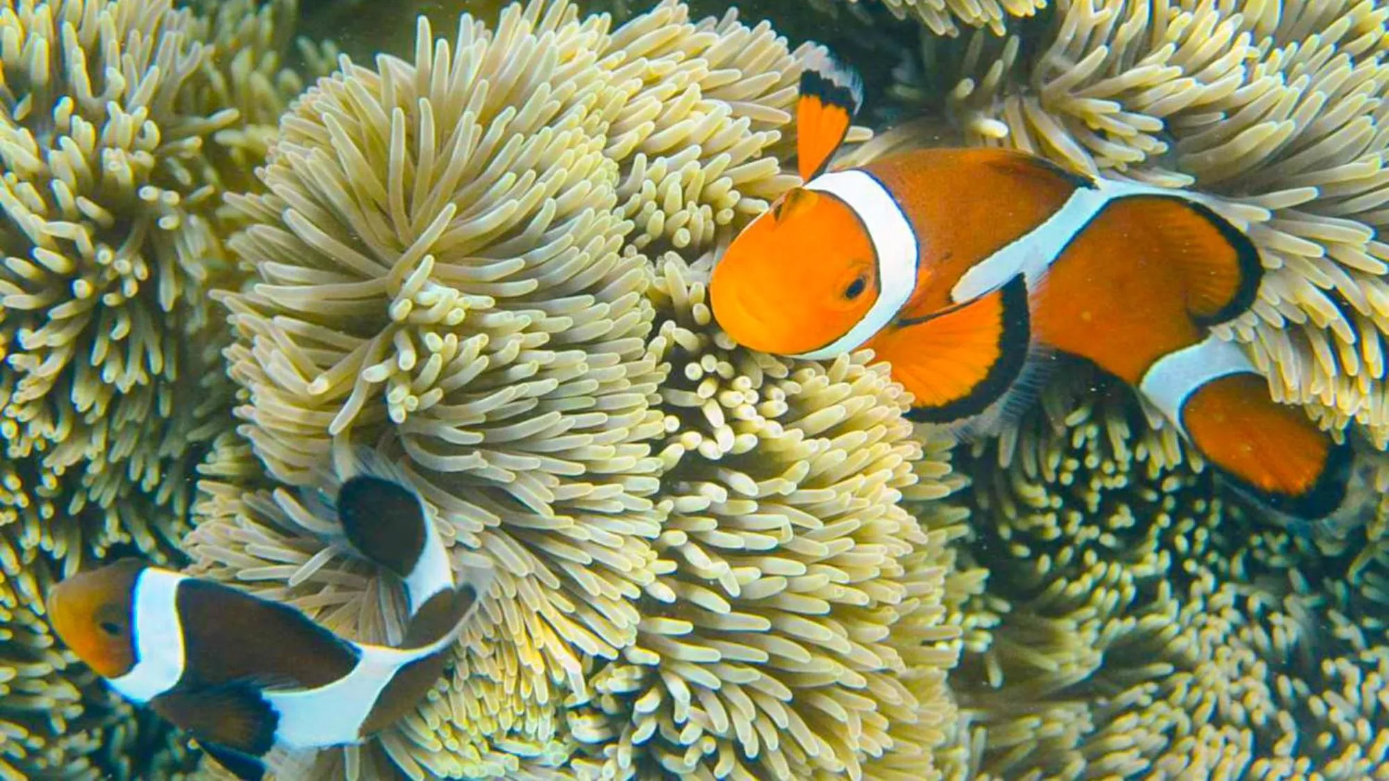 Beach in Hotel Sunset ZANPA